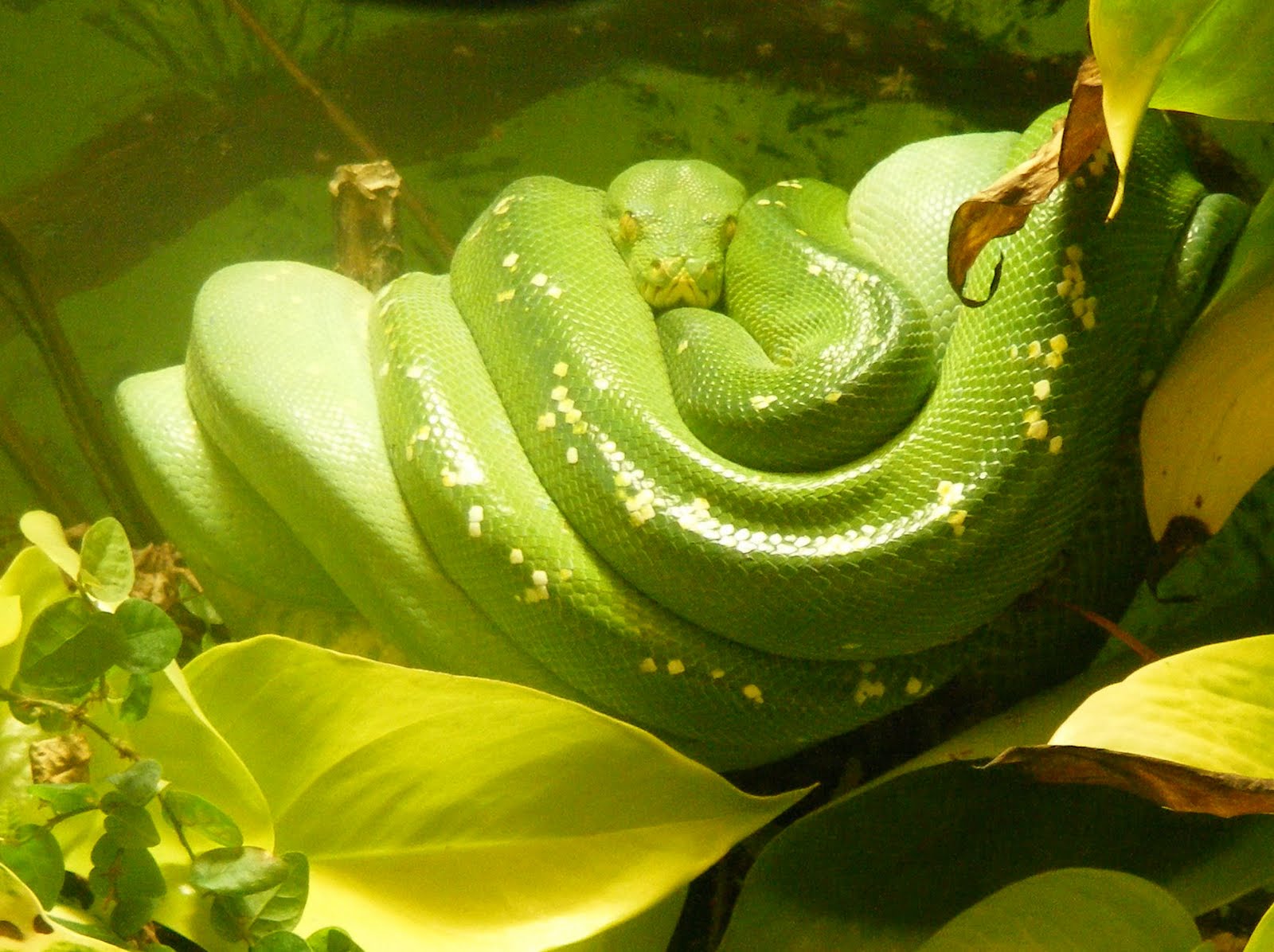 Telecharger Wallpaper Background Green Tree Python Whipsnade