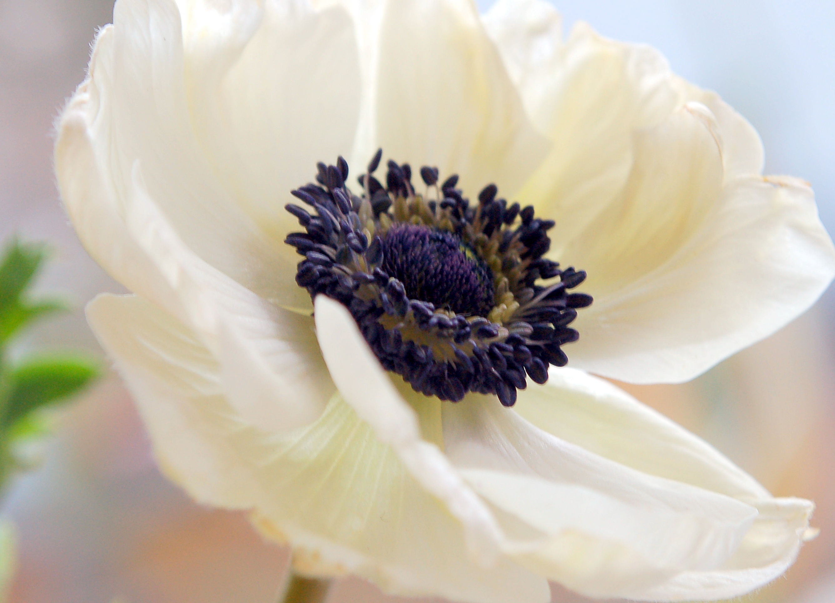 Macro White Flower Nature Anemone HD Wallpaper