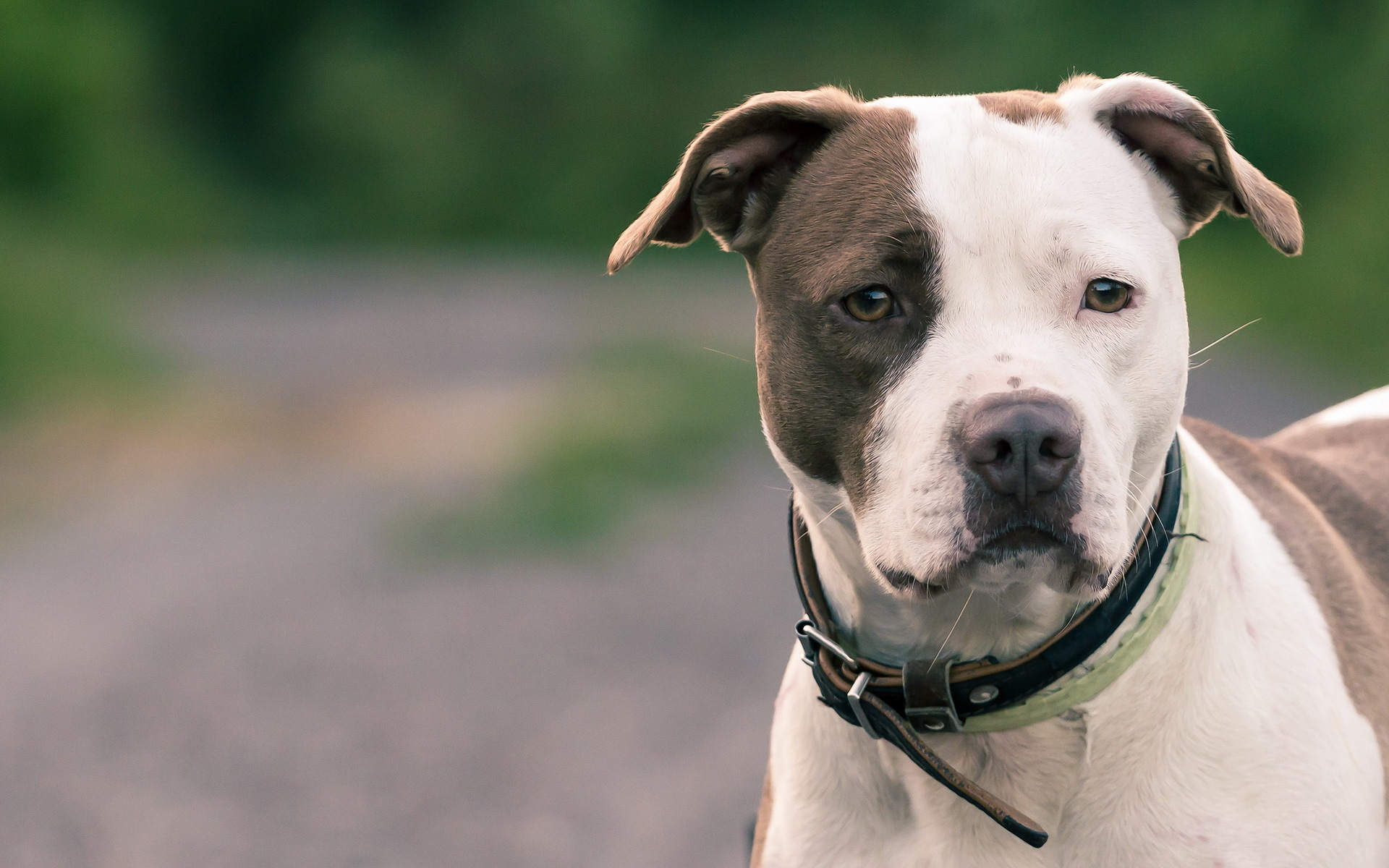 3 American Pit Bull Terrier HD Wallpapers Backgrounds 1920x1200