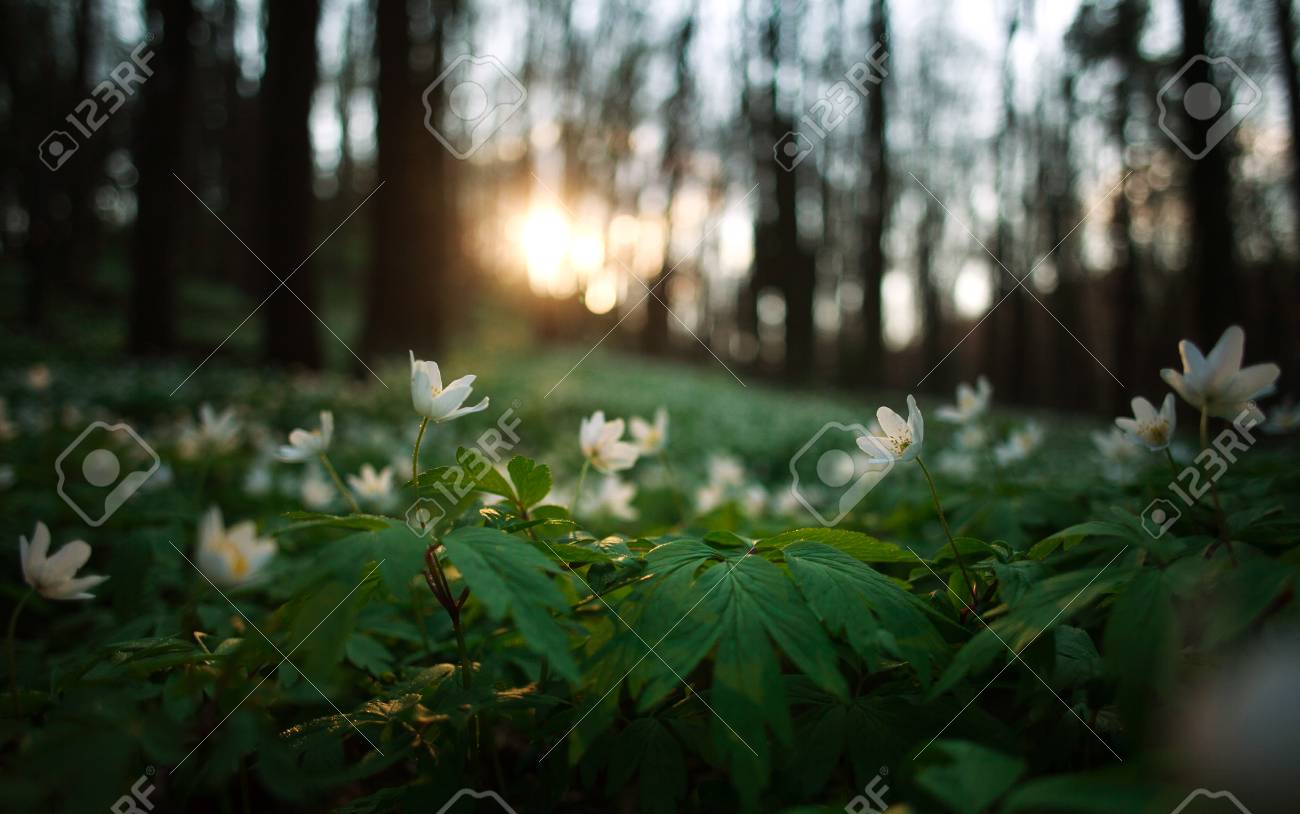 Spring Awakening Of Flowers And Vegetation In Forest On The