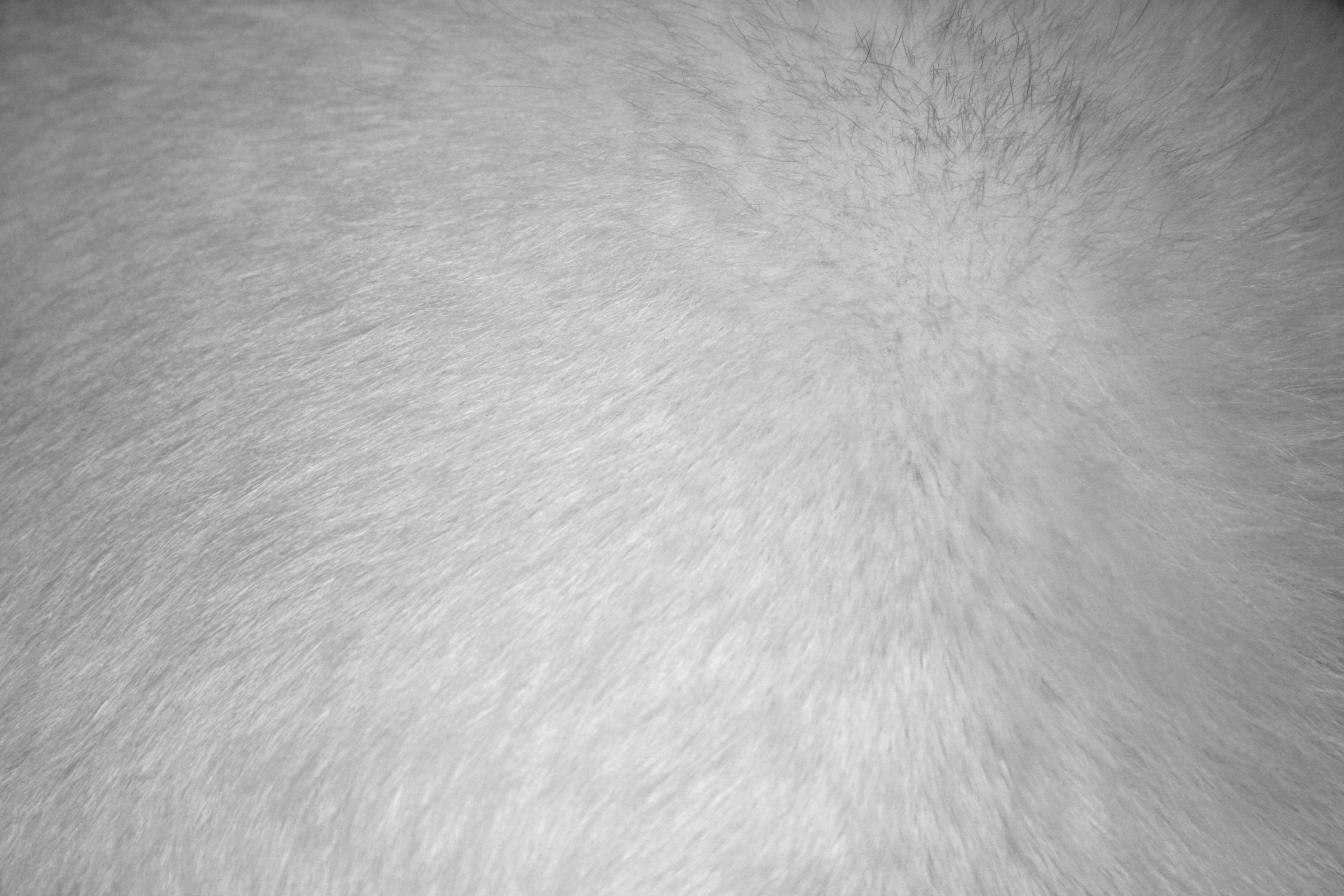 White Fur Texture High Resolution Photo Dimensions