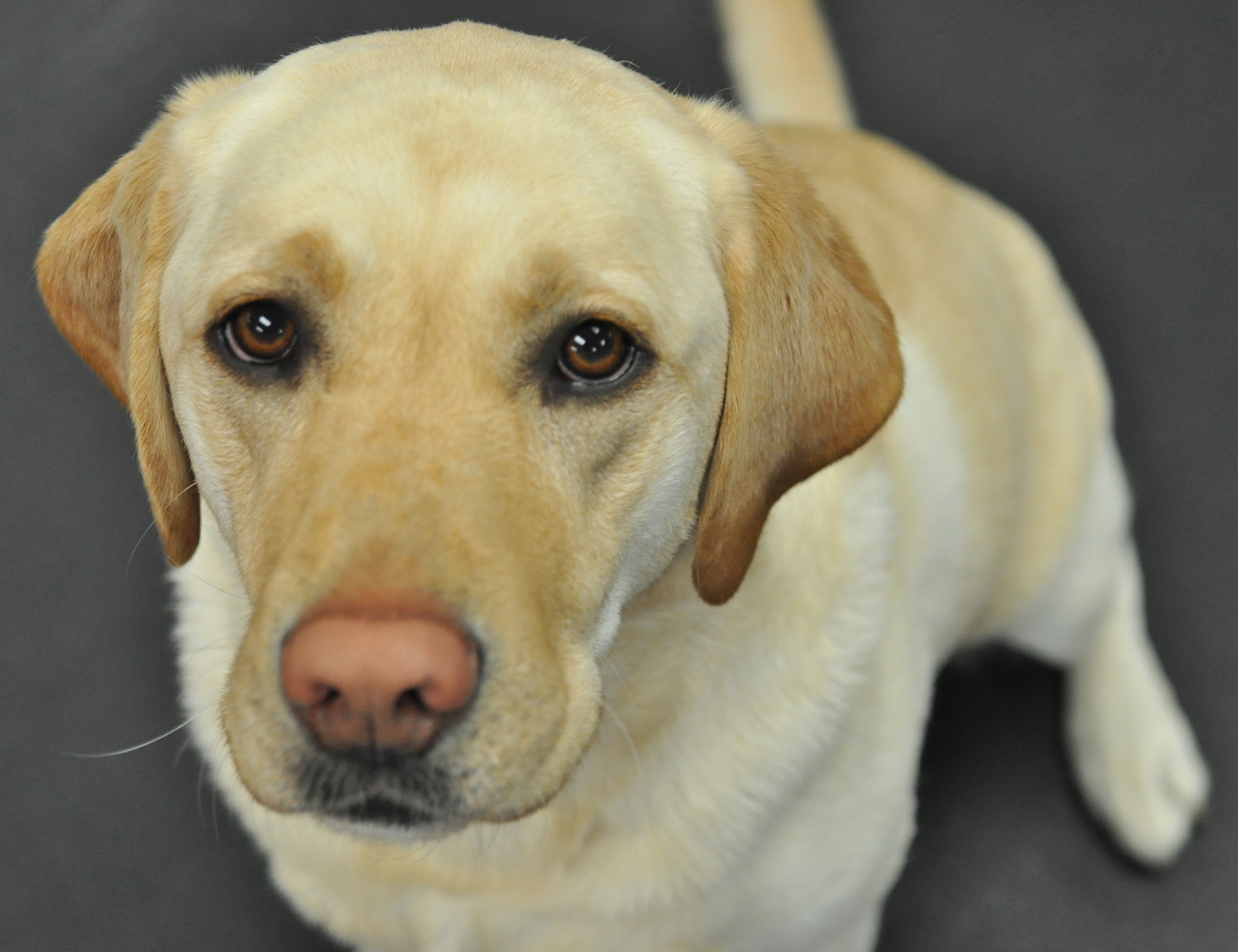 Yellow Lab Wallpaper For Puter