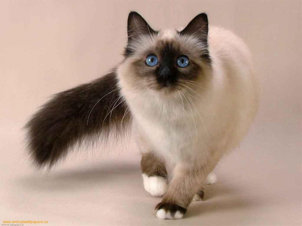 Siamese Cats Cute