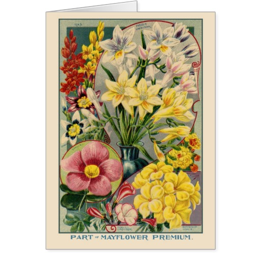 Vintage Flower And Seed Wallpaper Pattern Greeting Cards