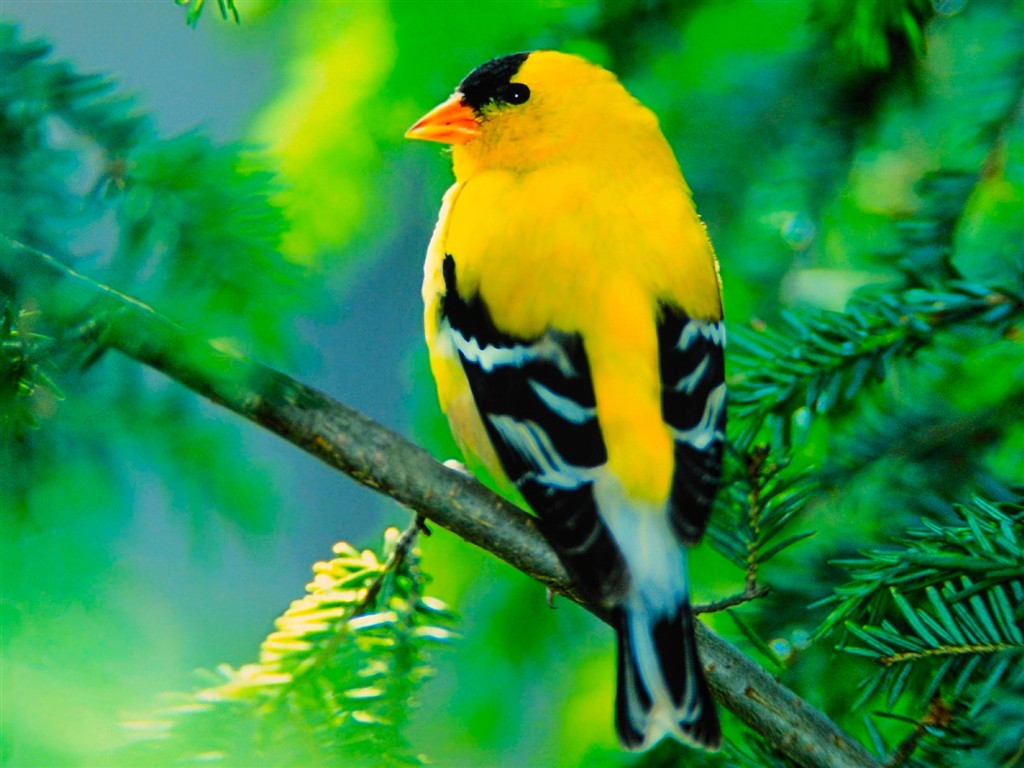 Home American Goldfinch High Quality Desktop Wallpaper HD Background
