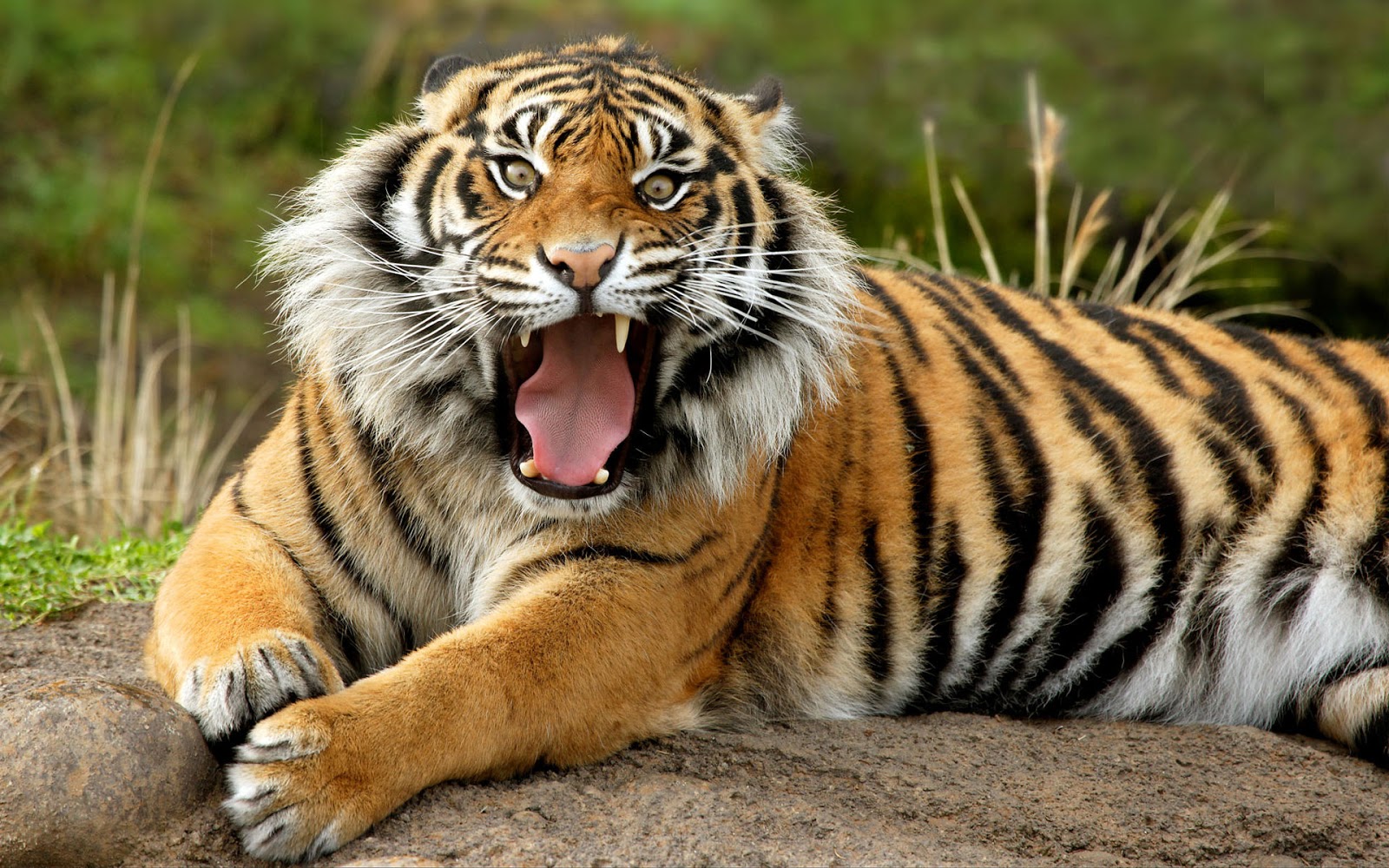 Wildlife Of The World Tiger Desktop Wallpaper HD Pictify