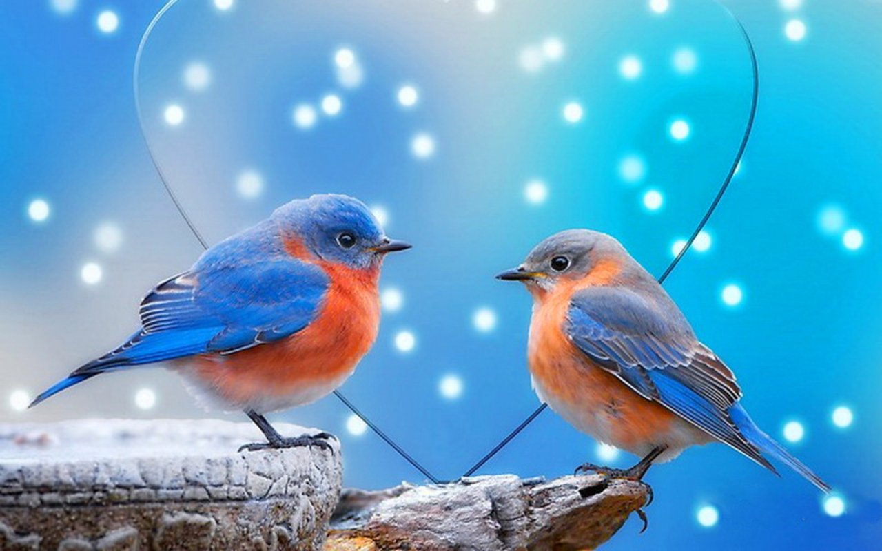 Birds Wallpapers Live HD Wallpaper HQ Pictures Images