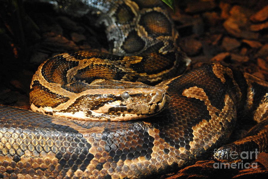 Snakes Burmese Python
