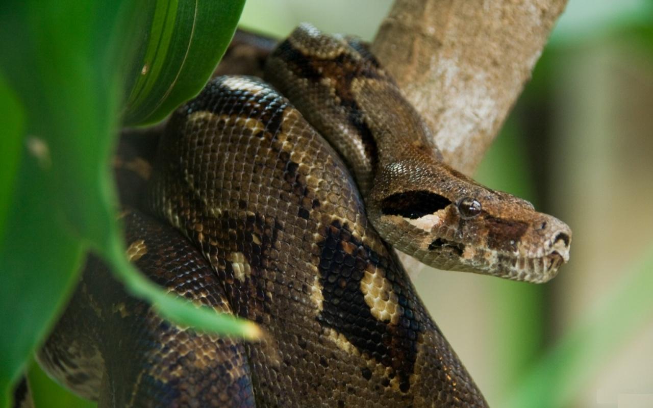Top Dangerous And Fabulous Anaconda Snake Wallpaper In HD