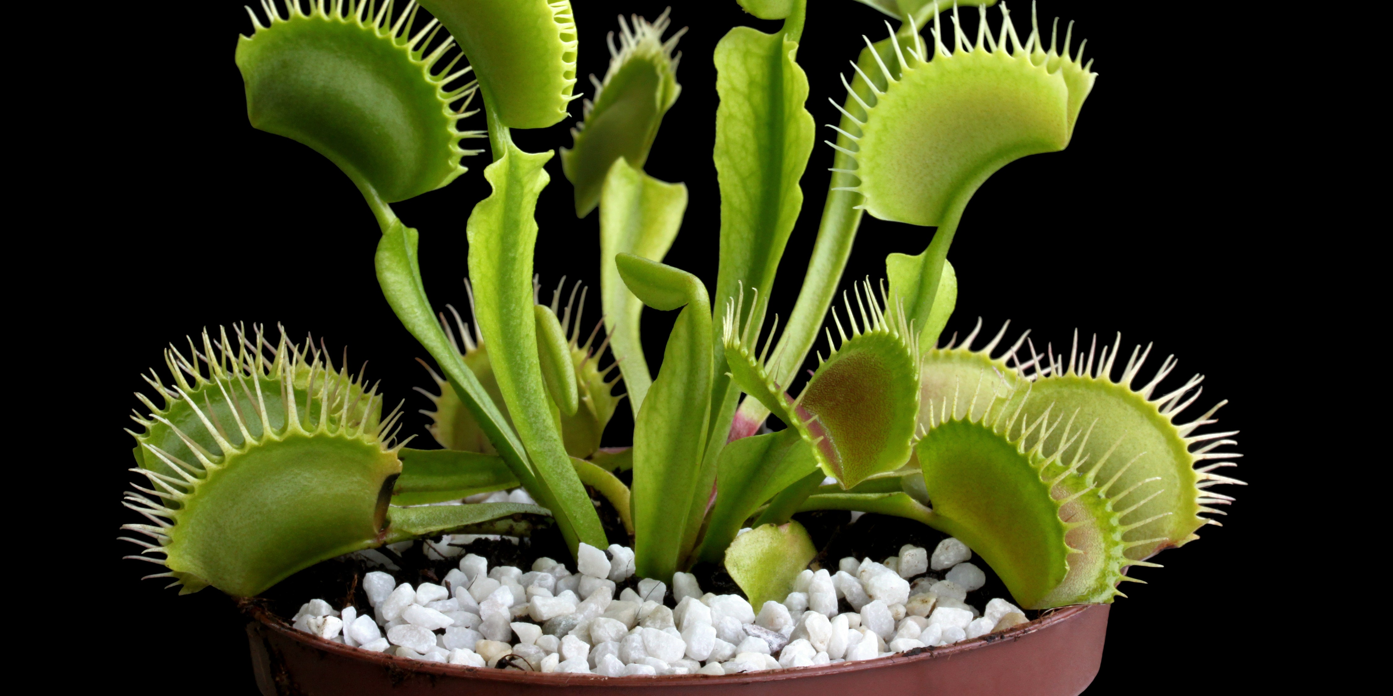 Why You Should Add Carnivorous Plants To Your Collection