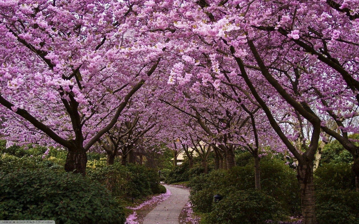 Spring Flowers Cherry Blossom Wallpaper HD