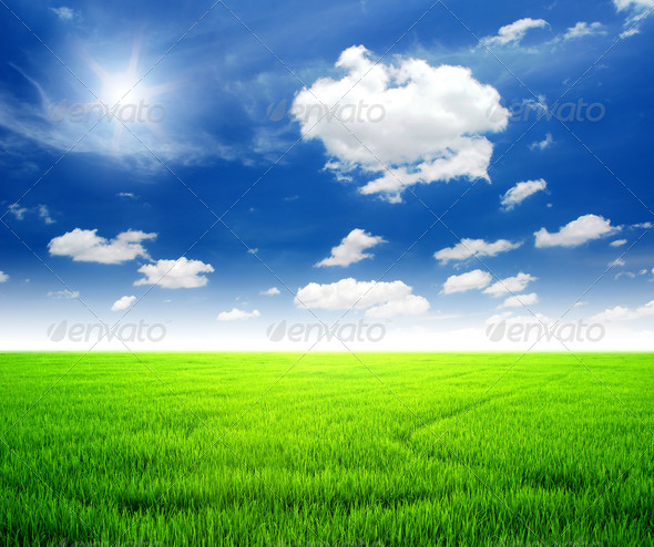 Free download Rice field green grass blue sky cloud cloudy landscape  background [590x494] for your Desktop, Mobile & Tablet | Explore 47+ Grass  and Sky Wallpaper | Apple Grass Wallpaper, Hd Grass