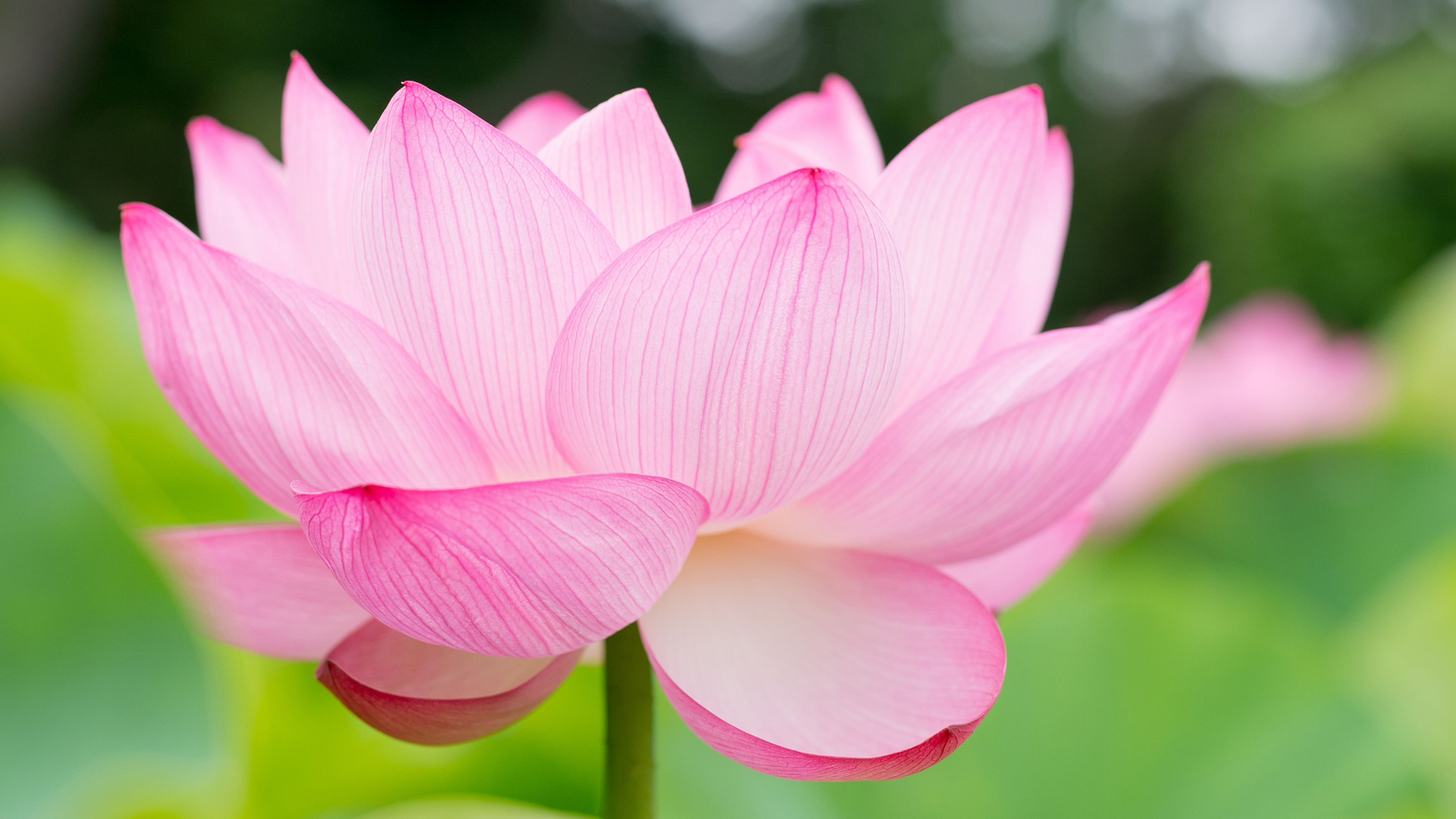 Lotus Flower Puter Wallpaper Desktop Background