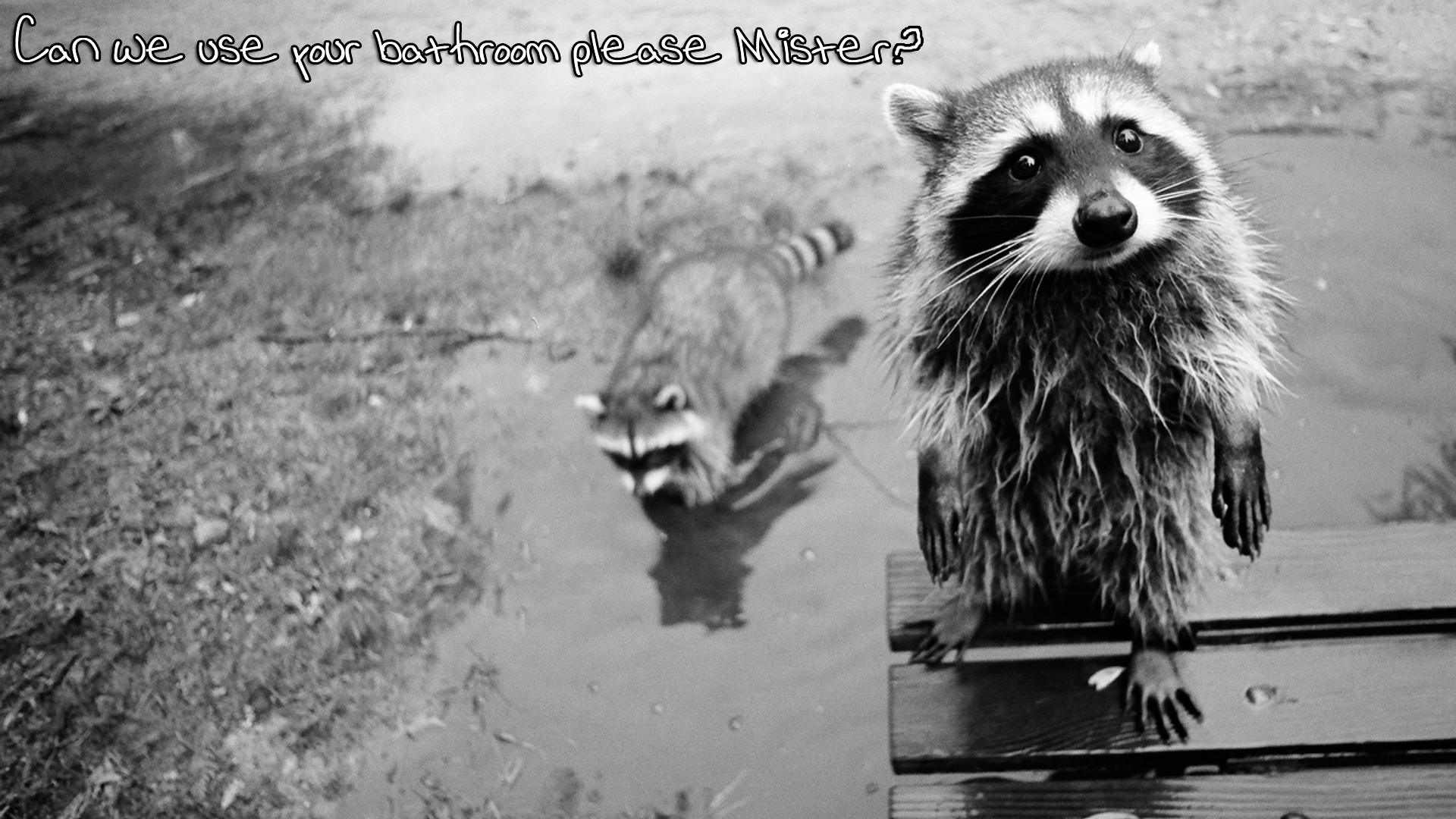 Raccoon Puter Wallpaper Desktop Background Id