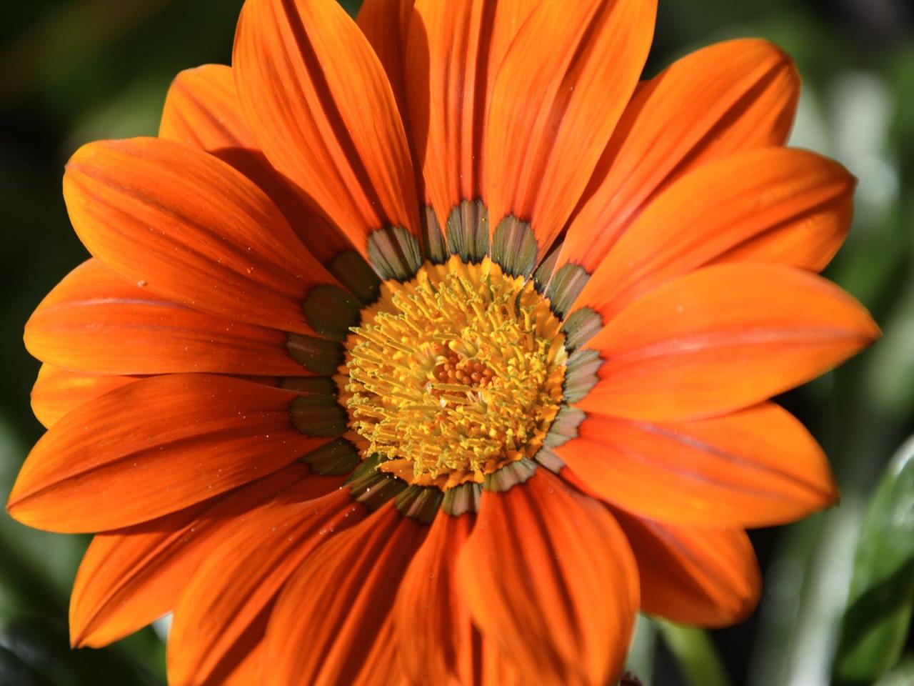 Beautiful Nature Wallpaper With Orange Color Single Flower HD