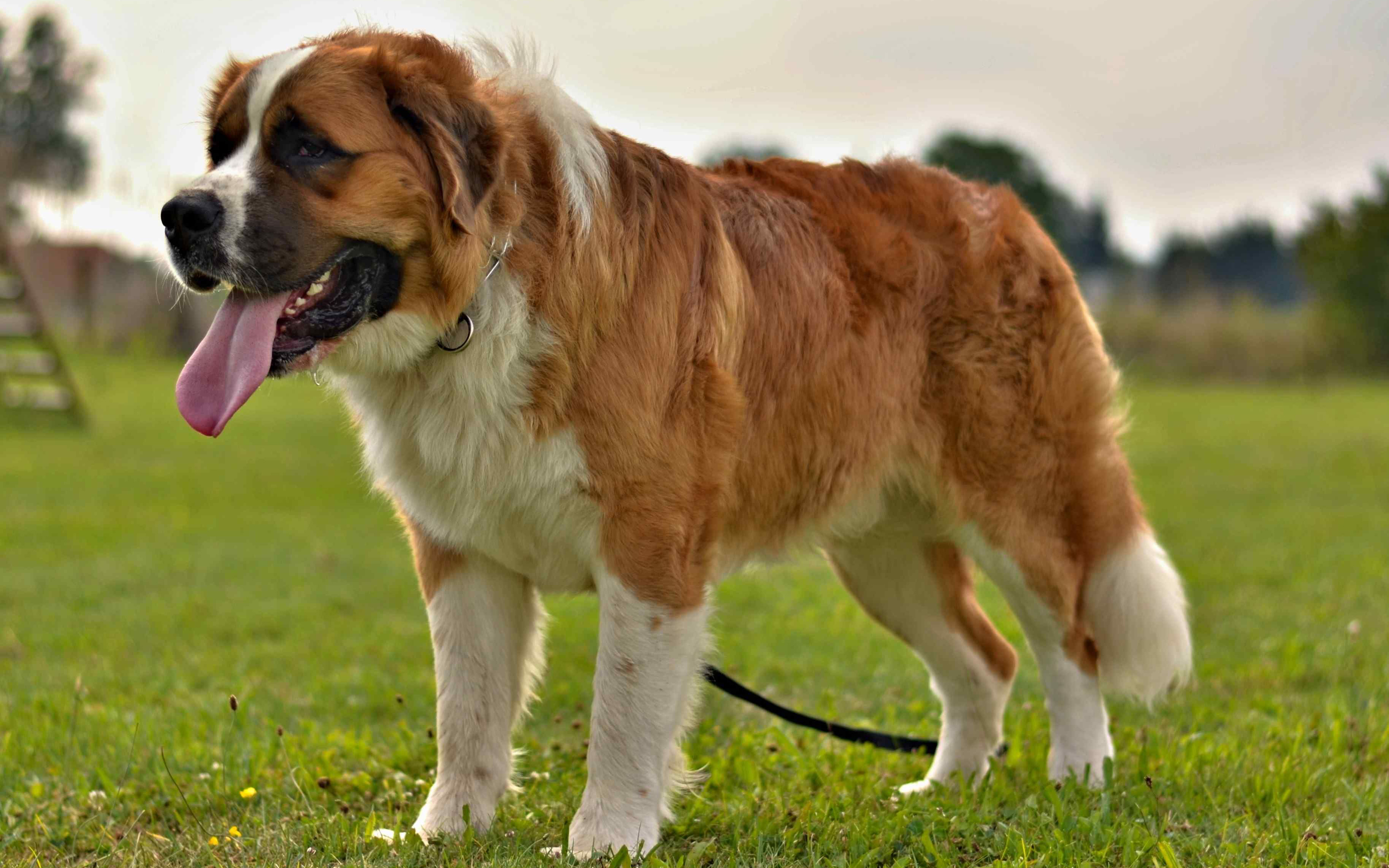 Big Dog Wallpaper