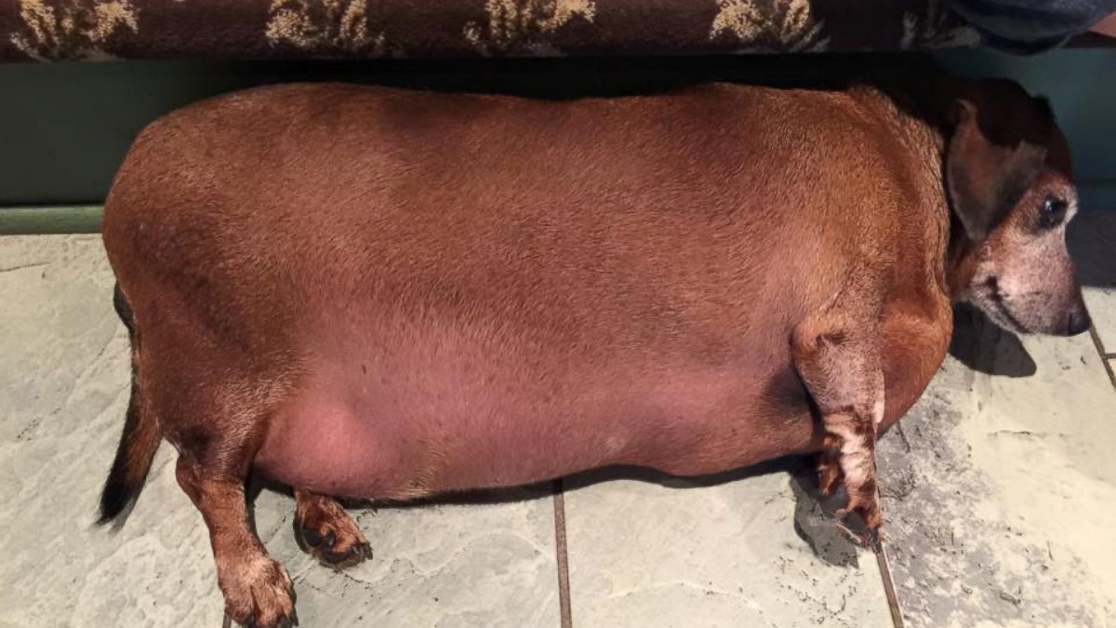 Fat Vincent The Dachshund Transformed After Losing More Than Half