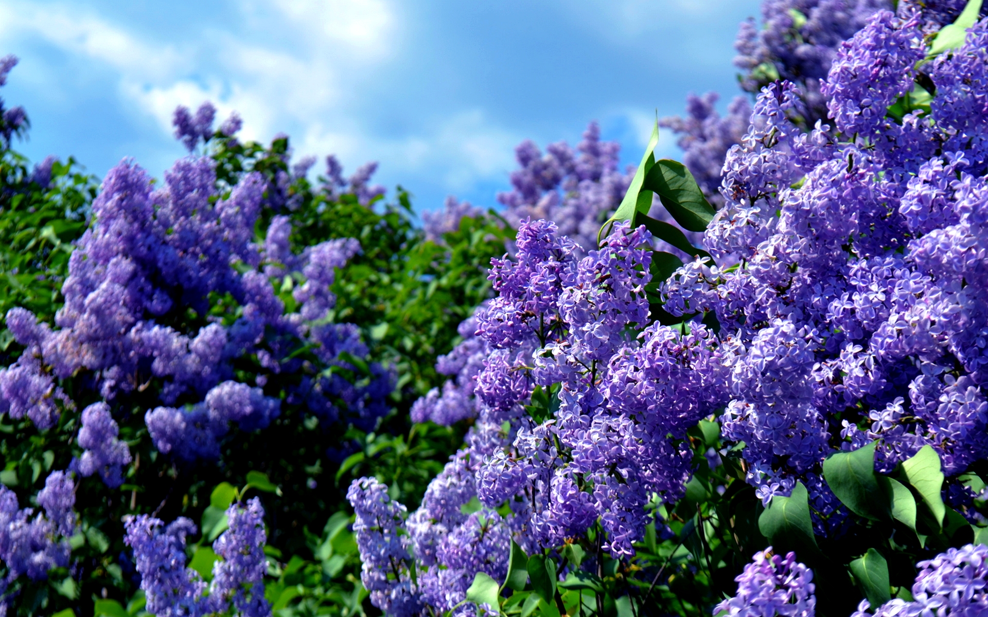 Lilac Flowers In The Spring Amp Nature Background Wallpapers