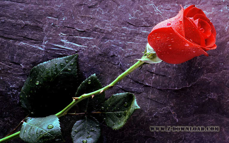 Wallpaper Roses Red Rose
