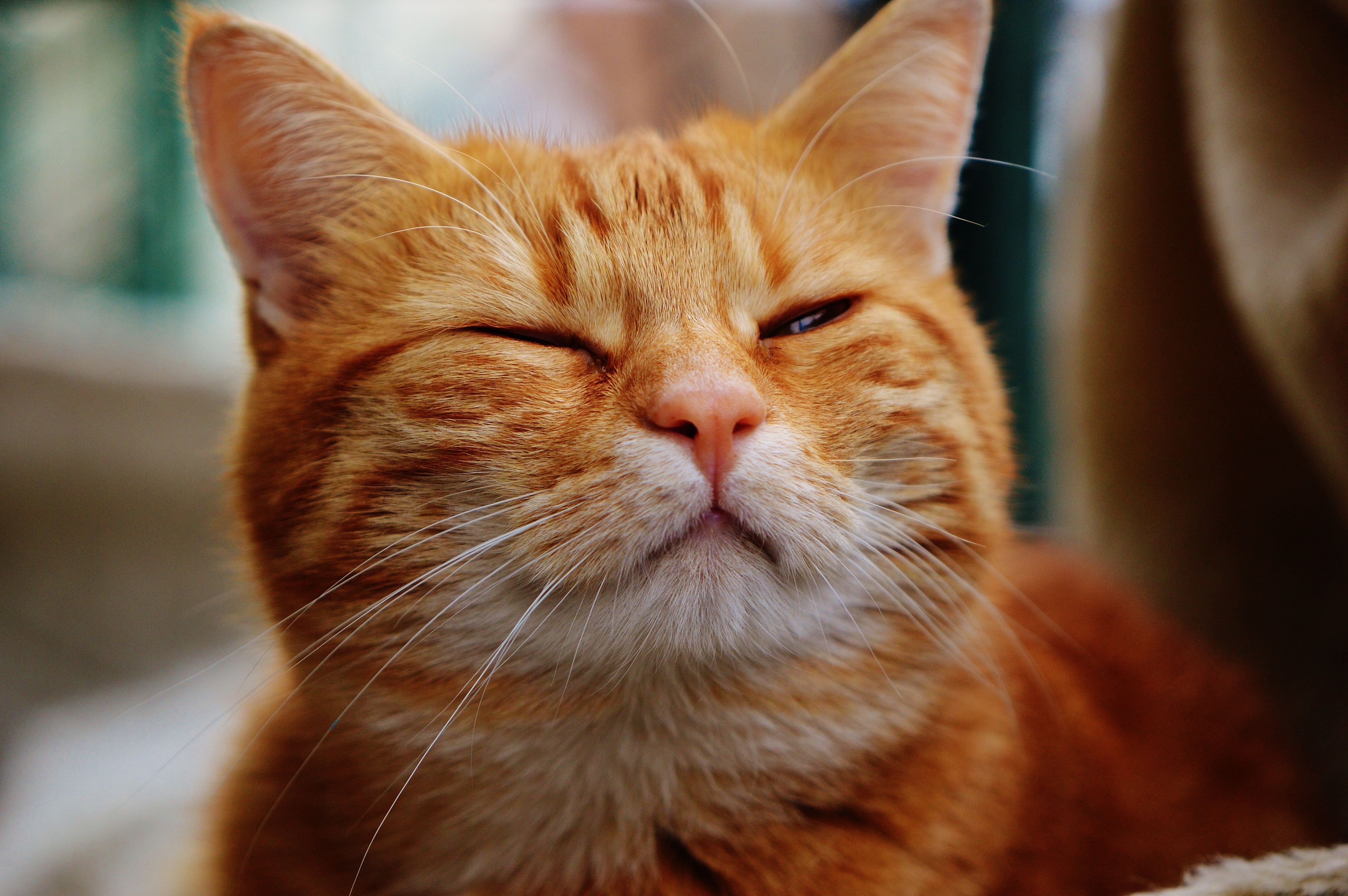 orange tabby cat female