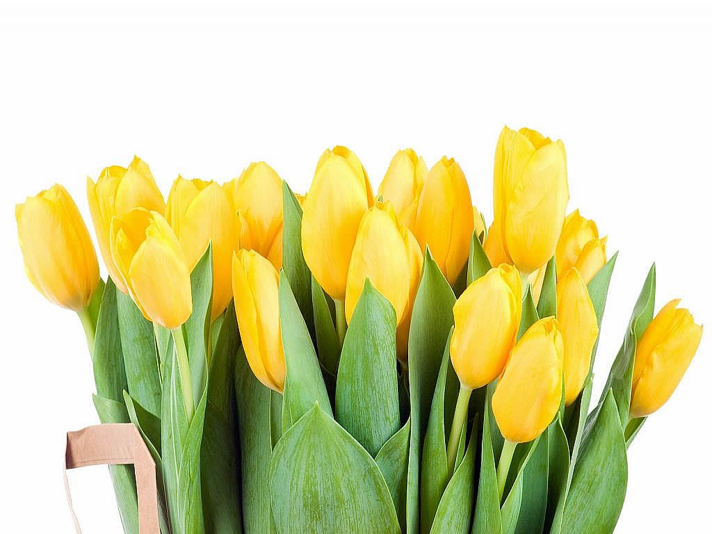 Yellow Tulip Wallpaper HD In Flowers Imageci