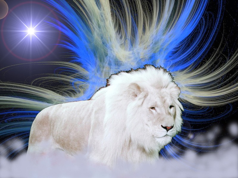 And White Lion Wallpaper For Background Black