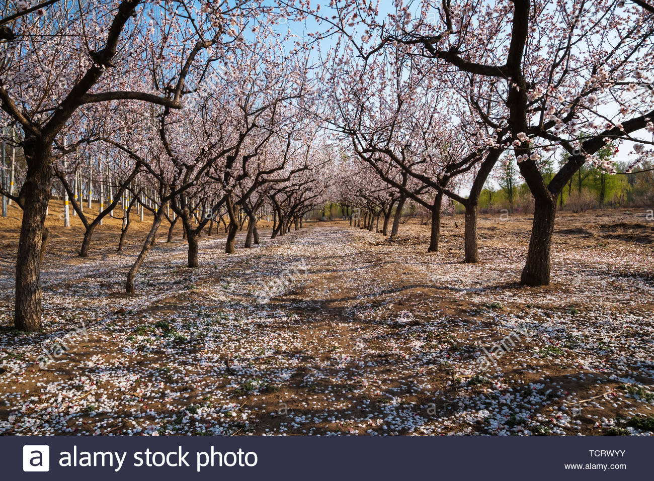 Beautiful Cherry Blossoms In Spring Background