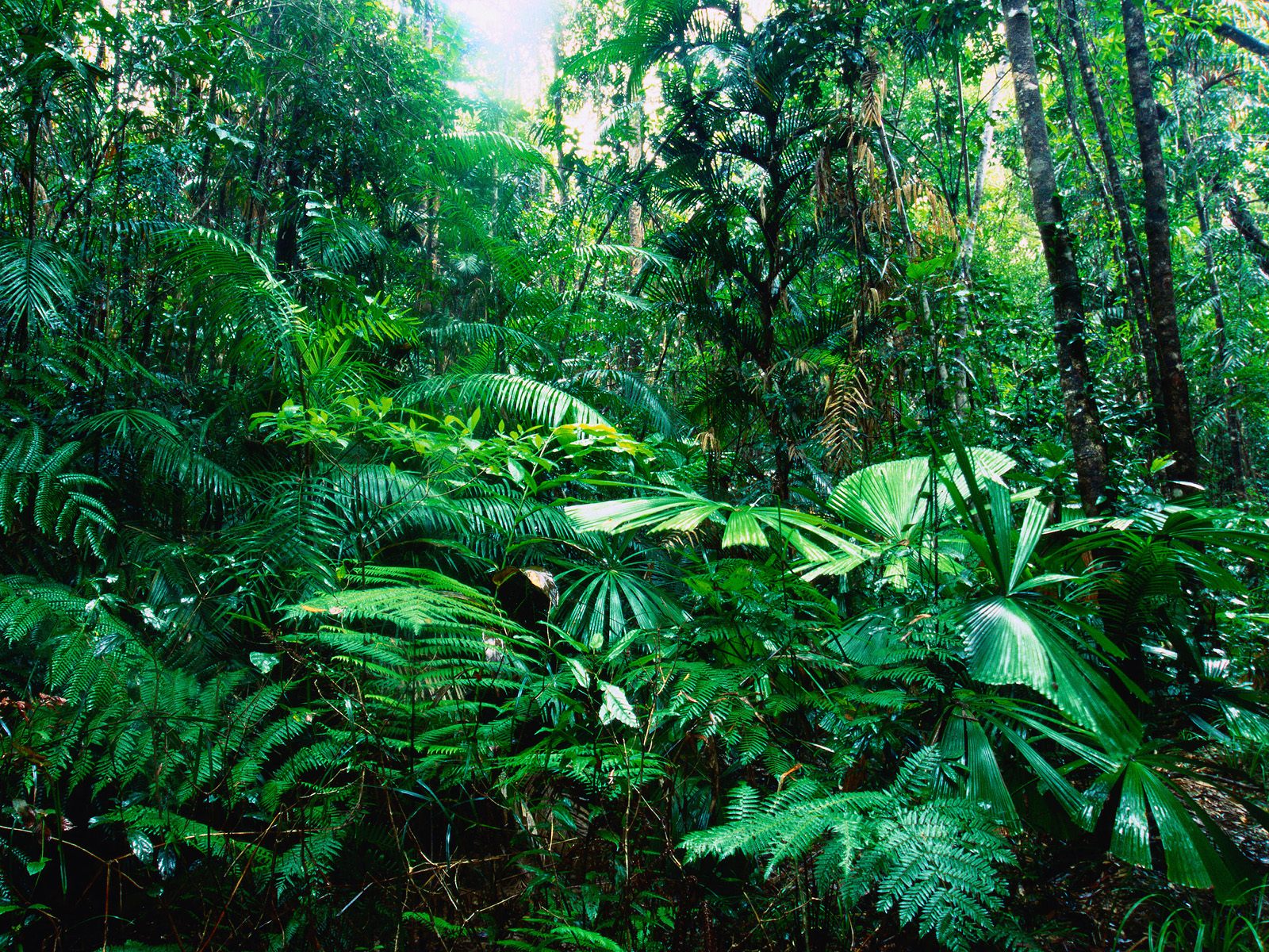 Beautiful Rainforest Background Global Wallpaper