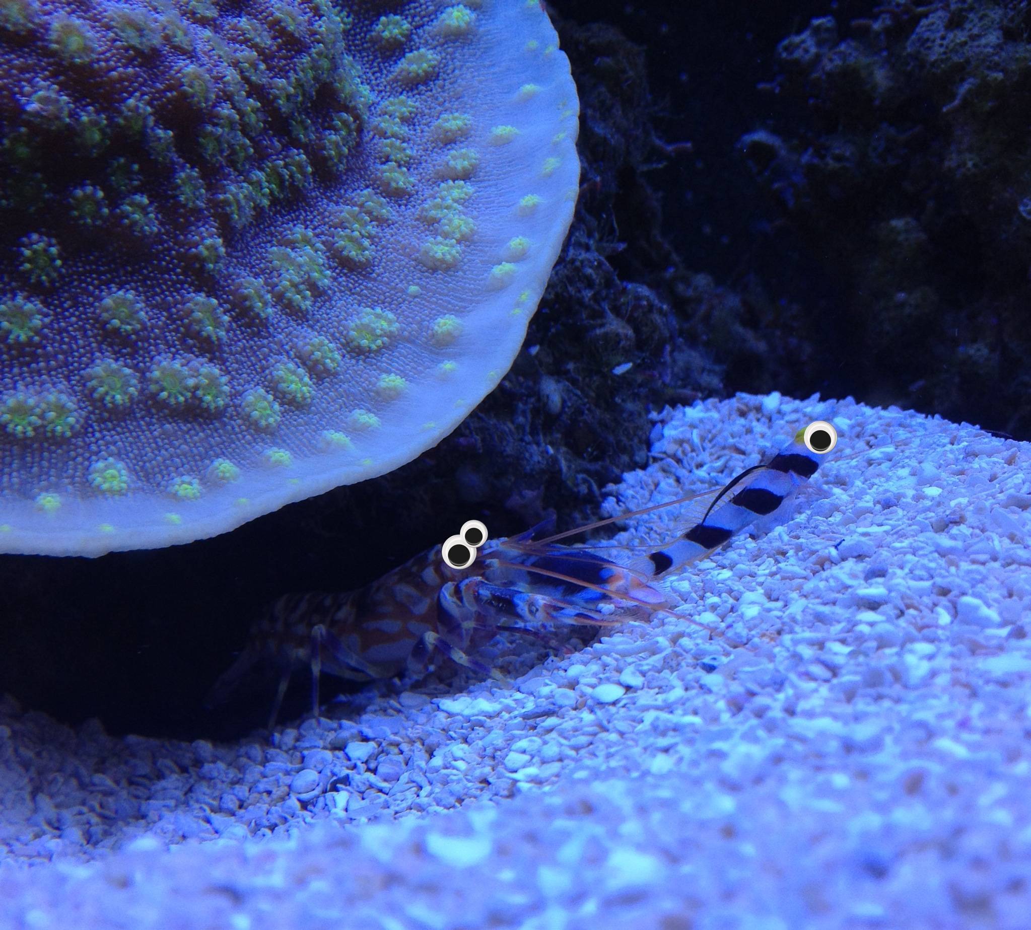 My Black Ray Hi Fin Goby And Tiger Pistol Shrimp Adjusted For