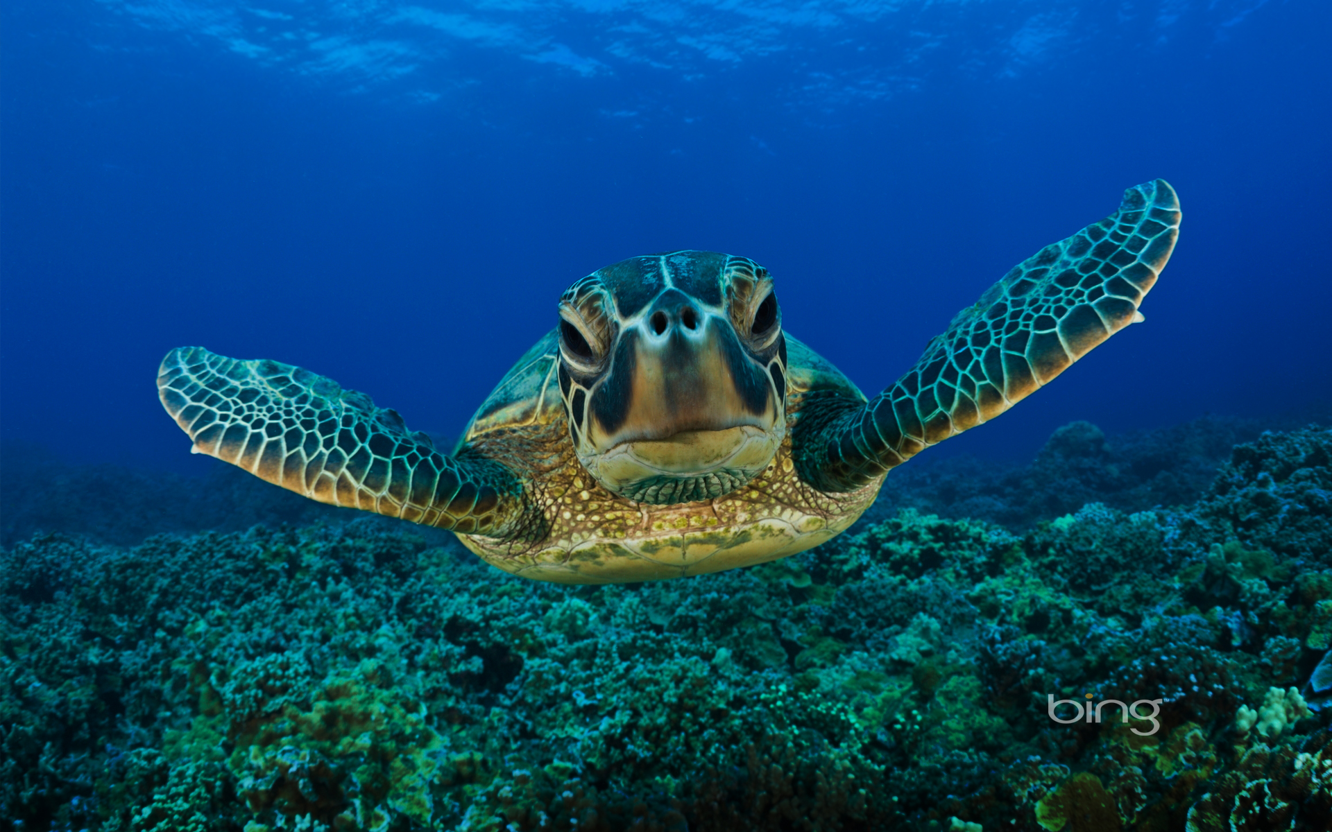 Sea Turtle Hug Google Skins Background