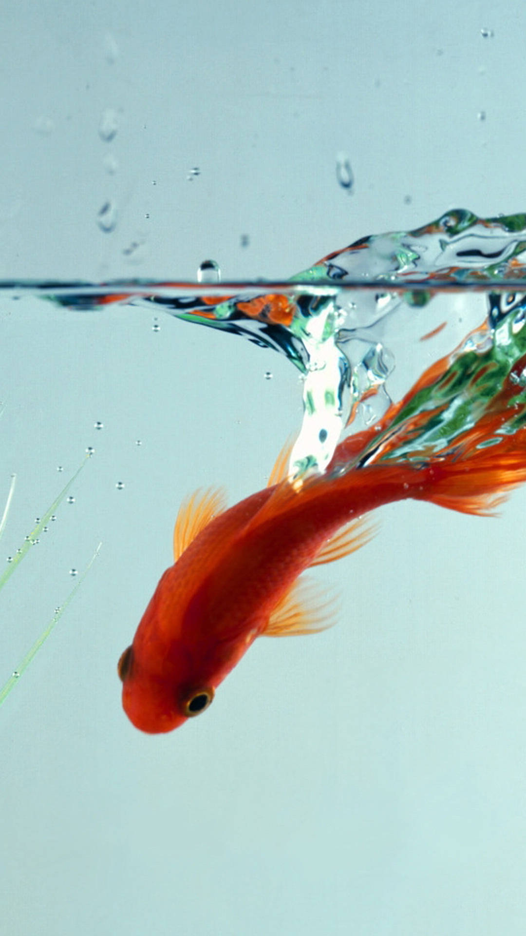 Fish iPhone Wallpaper
