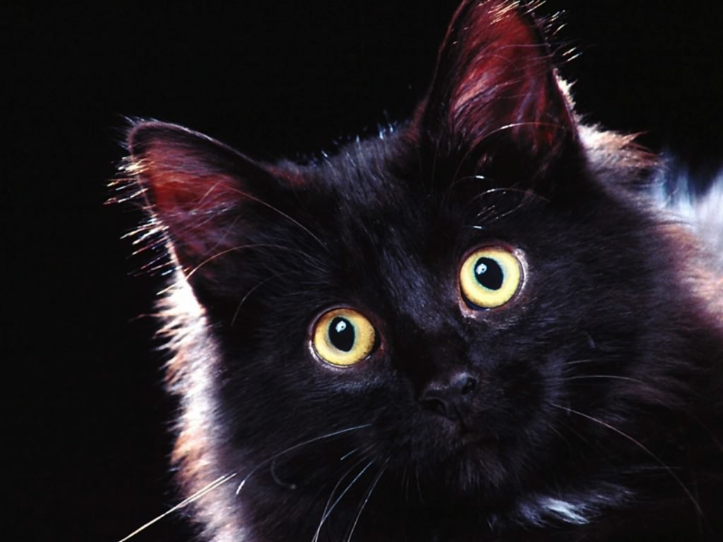 Free wallpaper Black cat
