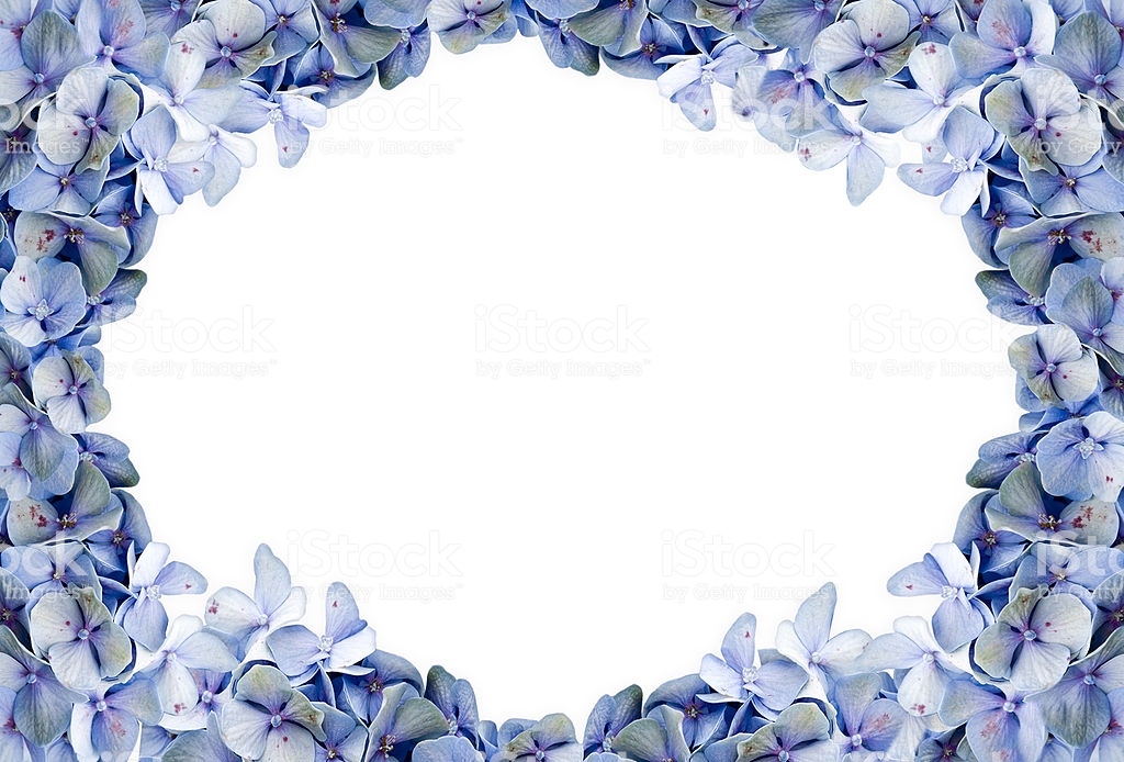 Blue Hydrangea Framed Background Stock Photo Image Now