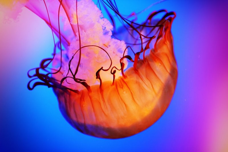 Colorful Jellyfish Listing