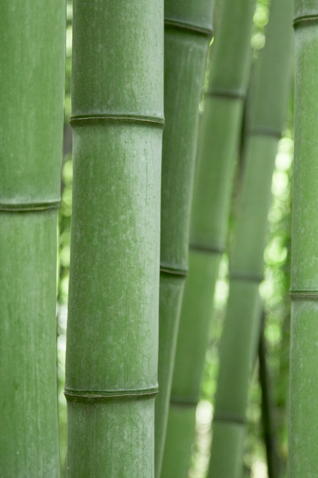 Green Bamboo iPhone 4s Wallpaper iPad