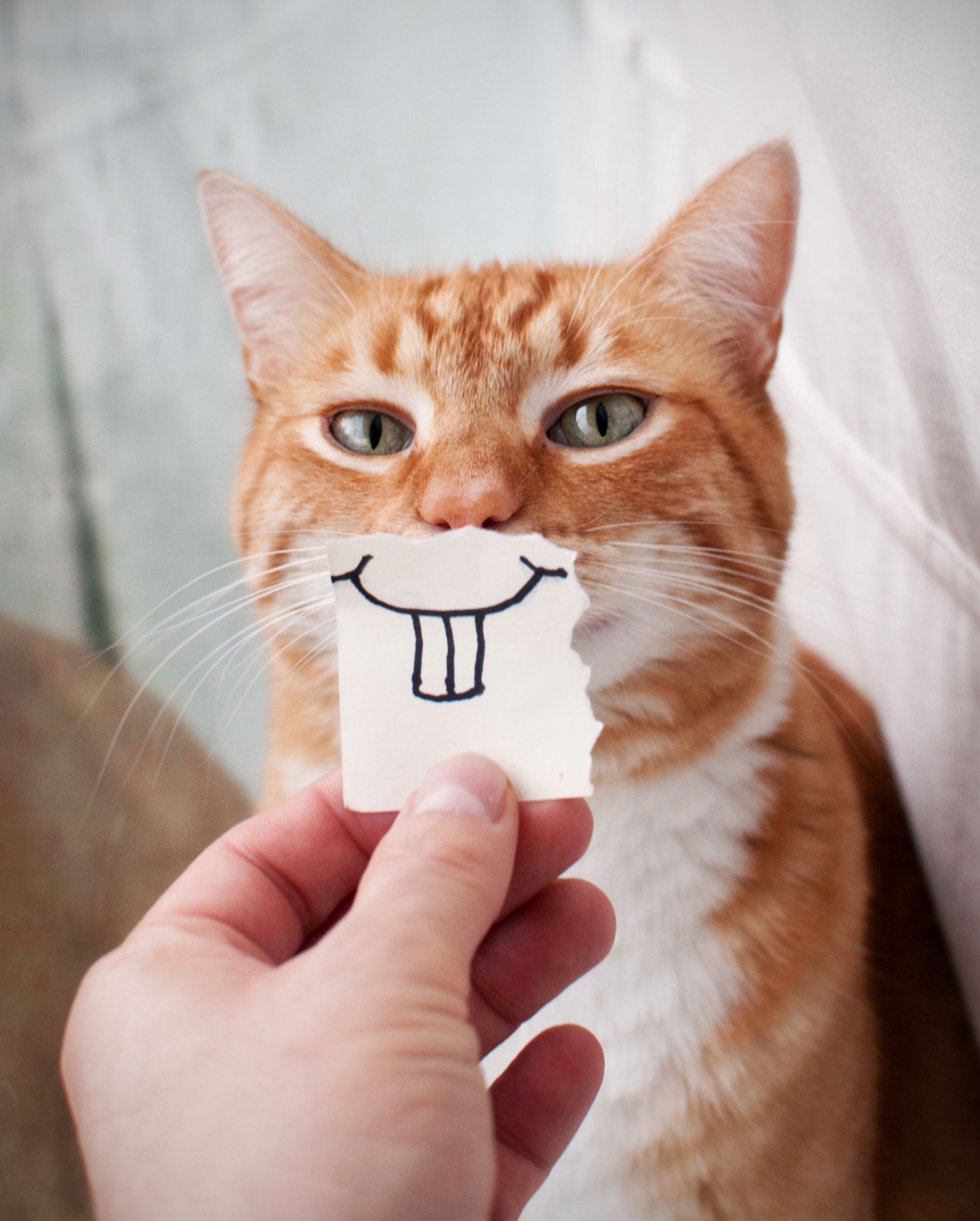 What Makes Something Funny Can Humor Improve Our Lives Wallpaper