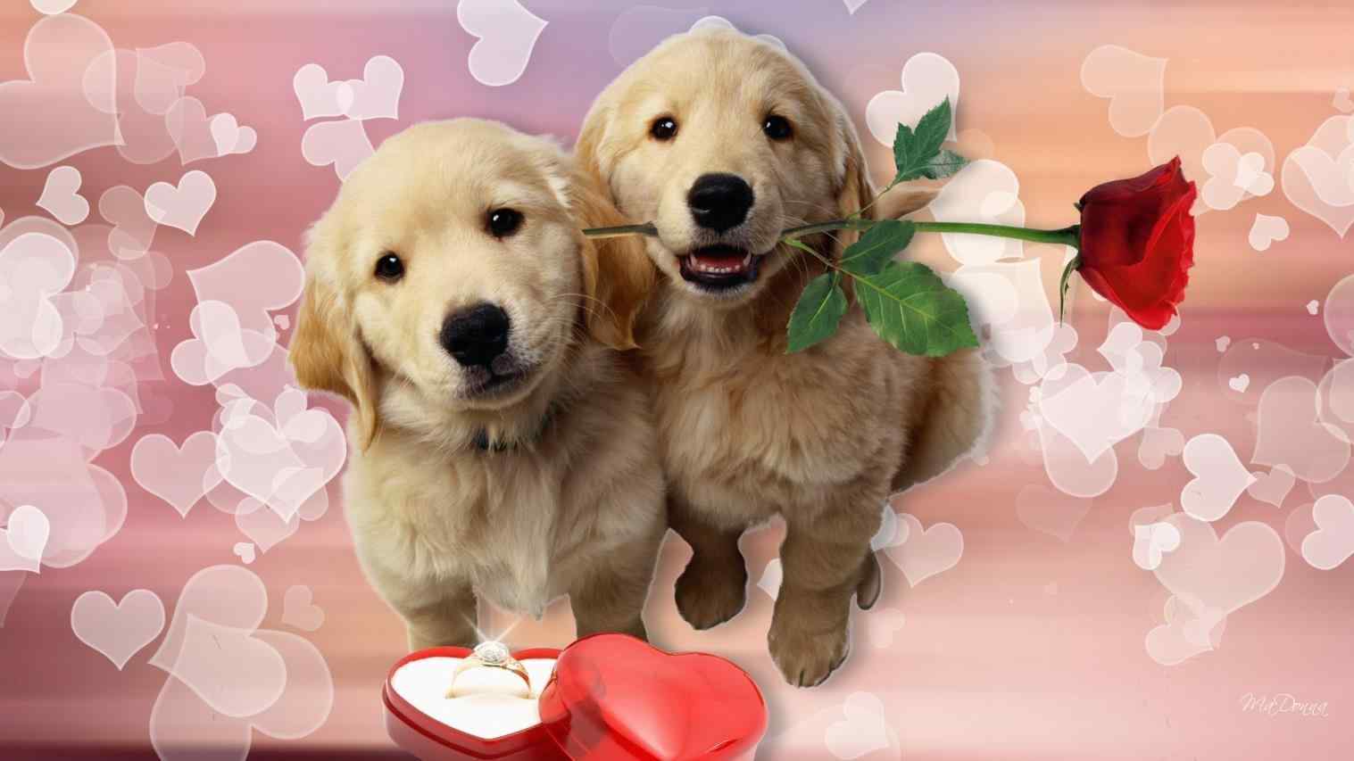 Valentine Puppies Wallpaper At Wallpaperbro