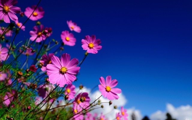 Pink Cosmos Flower Wallpaper Pictures In High Definition Or