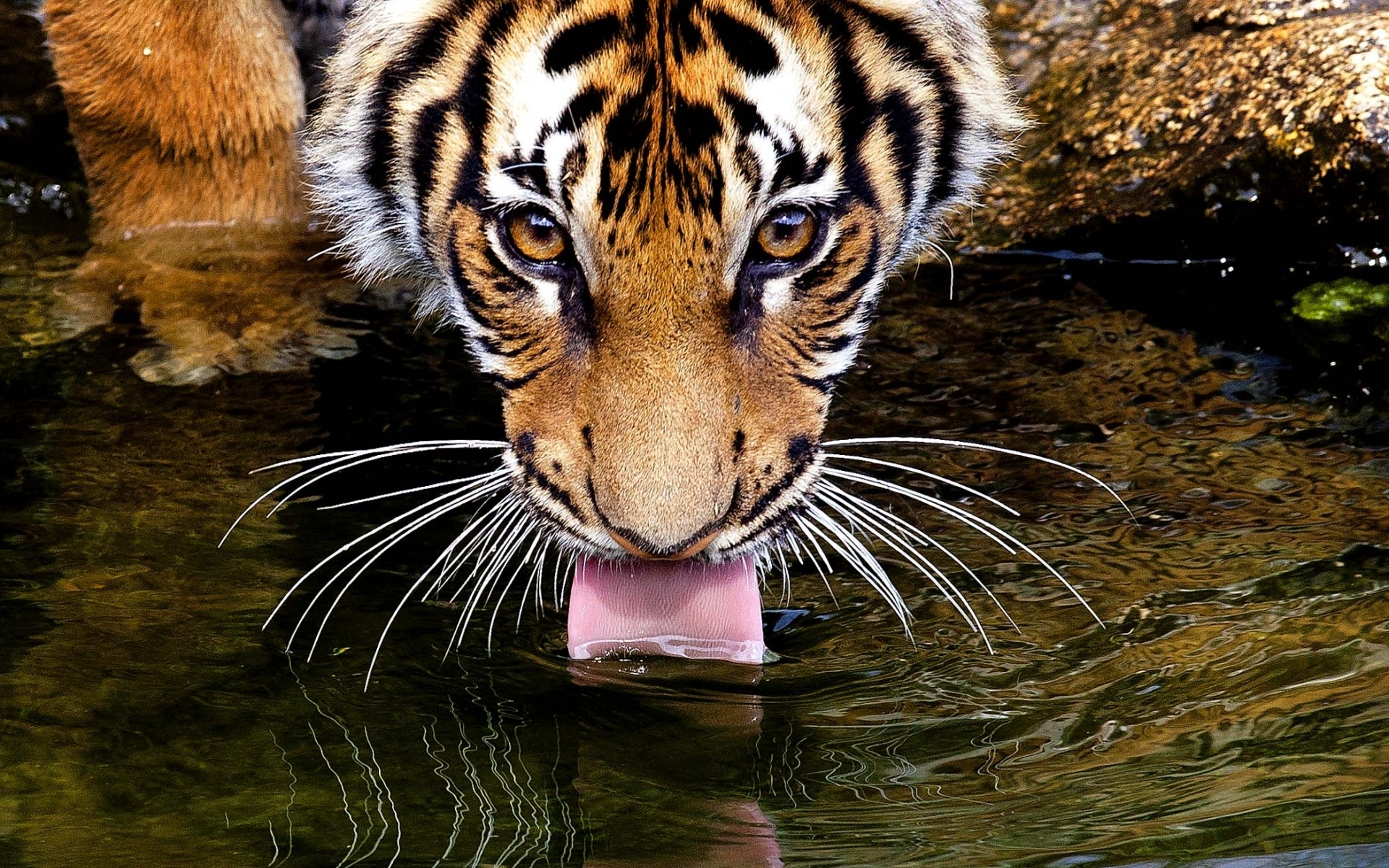 Thirsty Tiger Drinking Water Wallpaper
