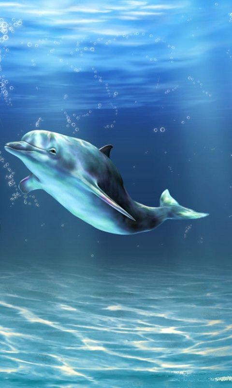 Url 1mobile 3d Dolphin HD Live Wallpaper Html
