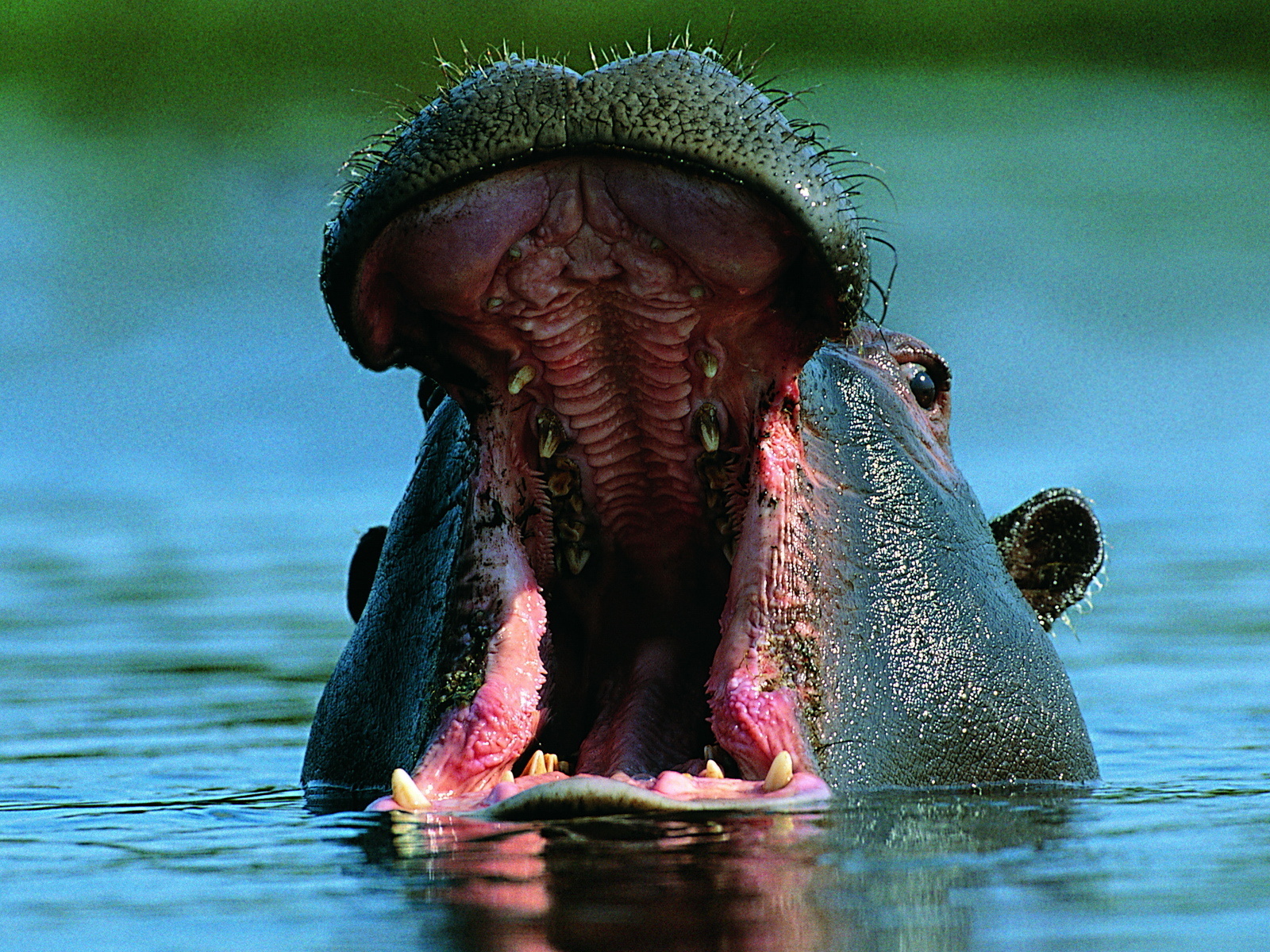 Wallpaper Hippopotamus Jaws Animals Widescreen On The