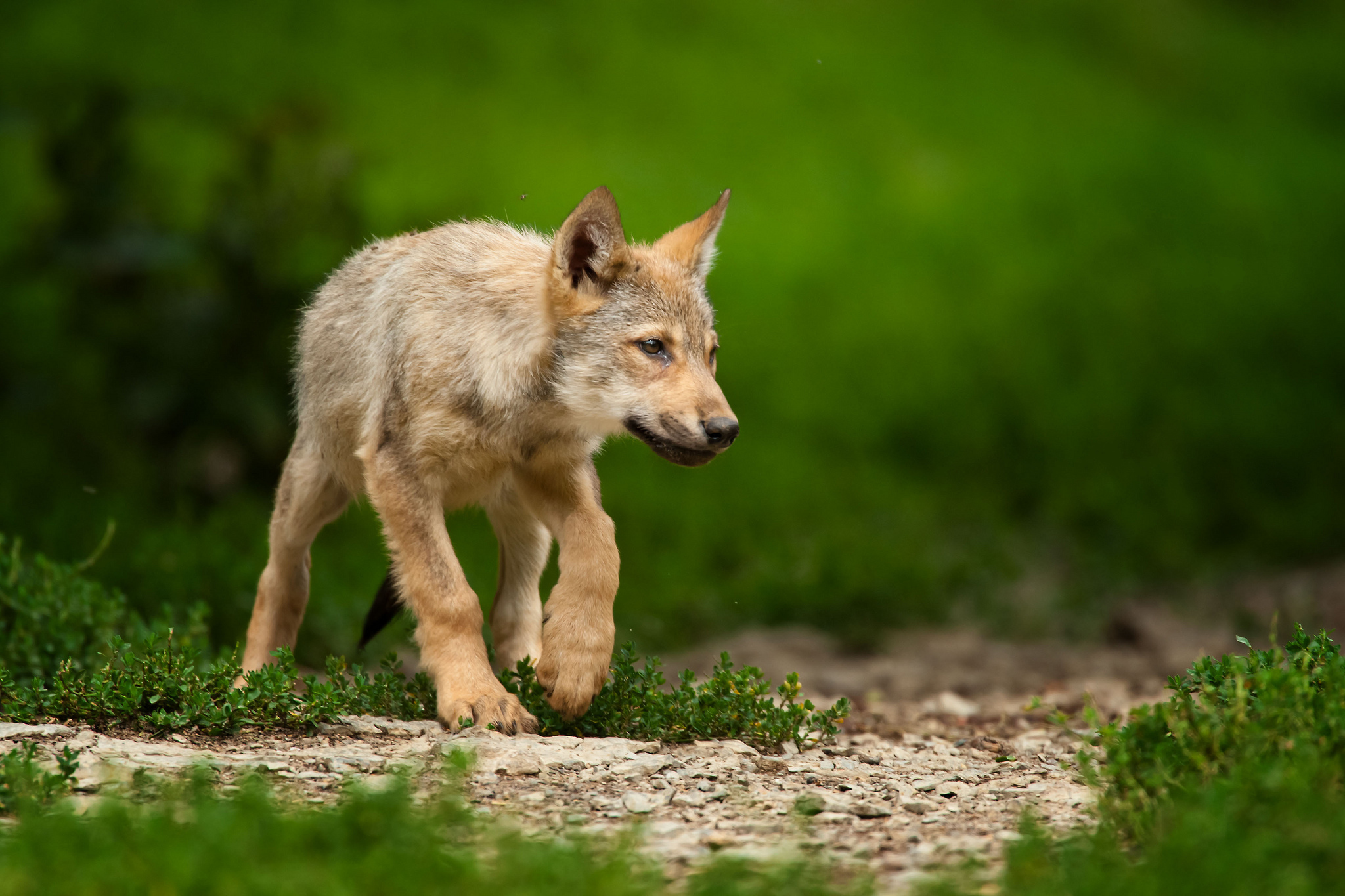 Wolves Animals Wolf Puppy Baby Cute Wallpaper