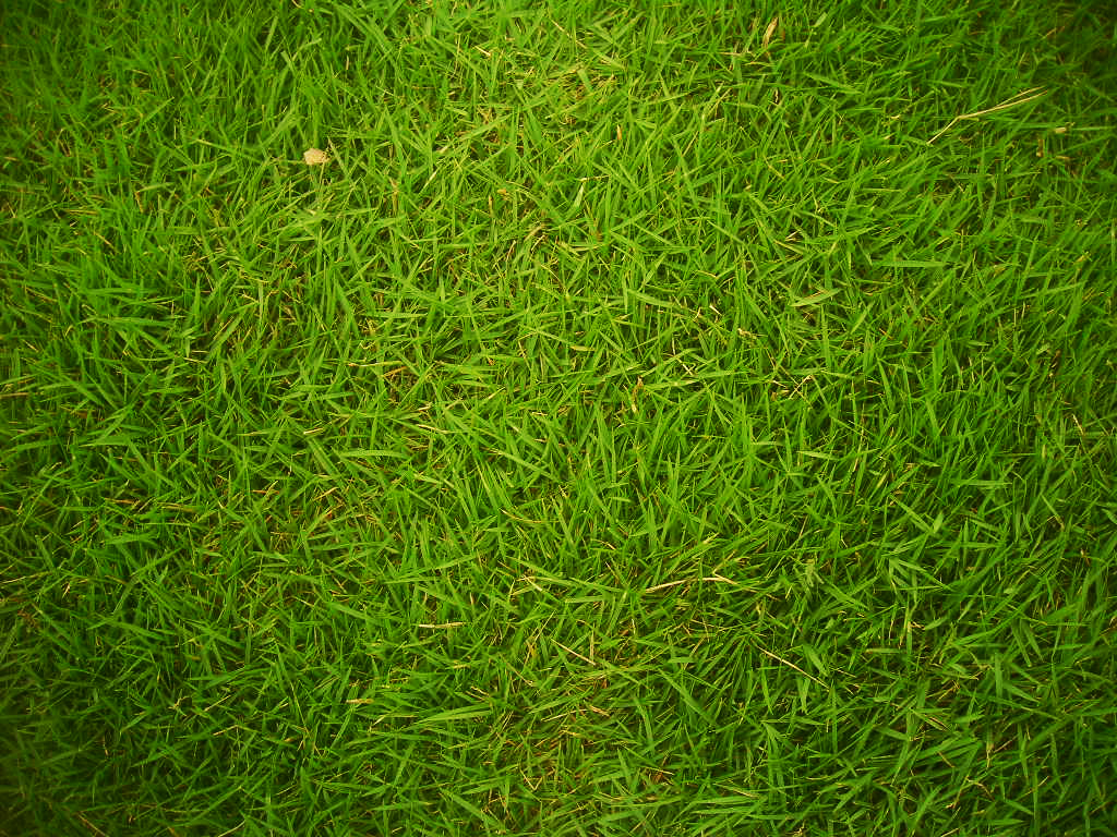 Grass Texture Showcase Green And Dried Background