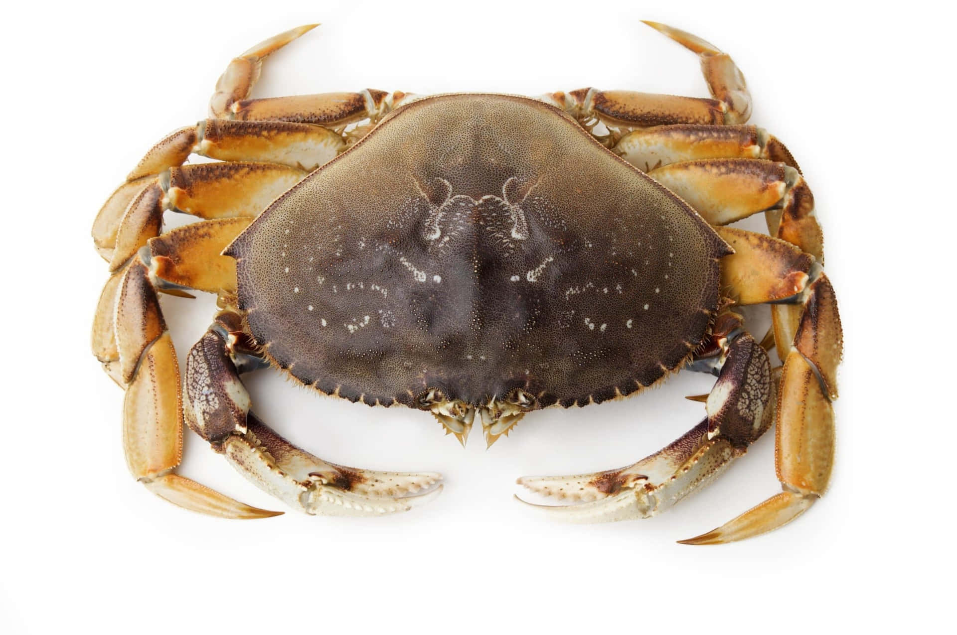 Dungeness Crab Top Wallpaper