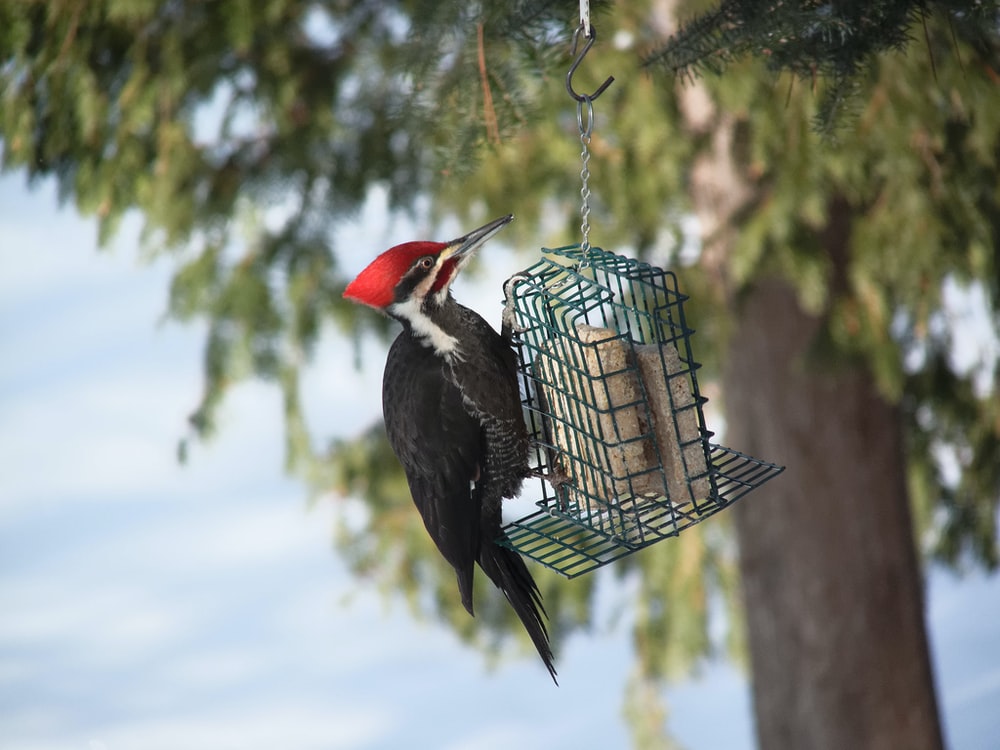 Pileated Woodpecker Pictures Image