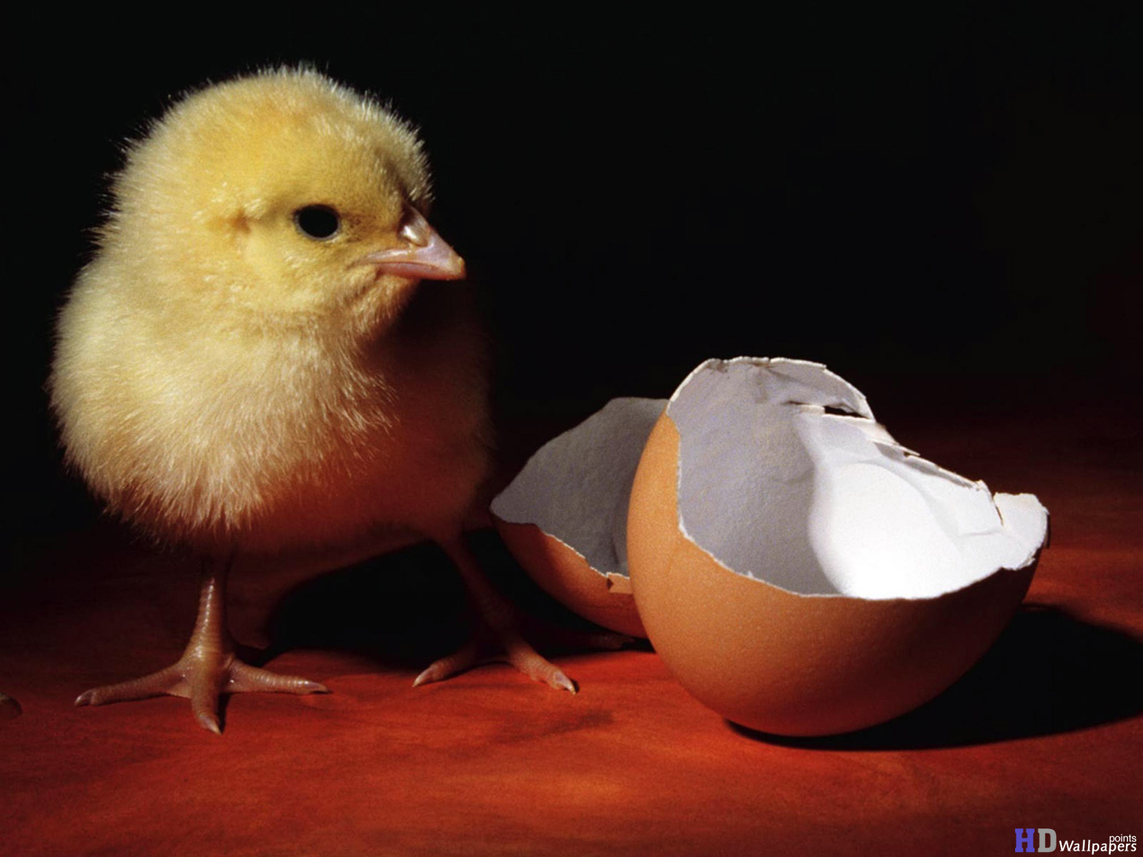 Baby Chick Hatchery Desktop Wallpaper HD
