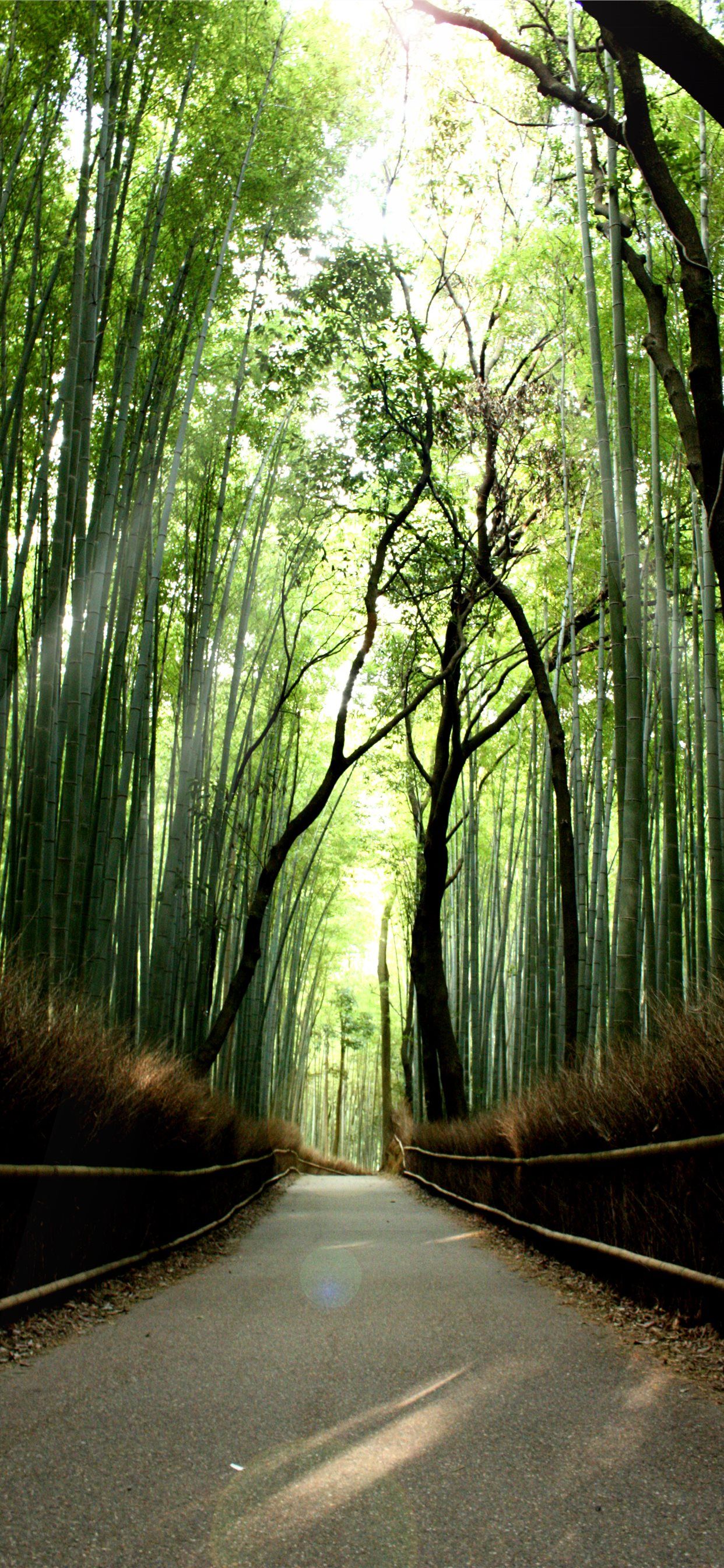Bamboo iPhone Wallpaper