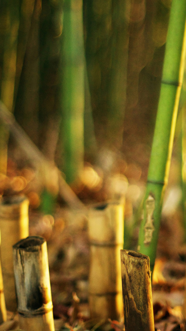 Nature Bamboo Grove Blur iPhone Se Wallpaper