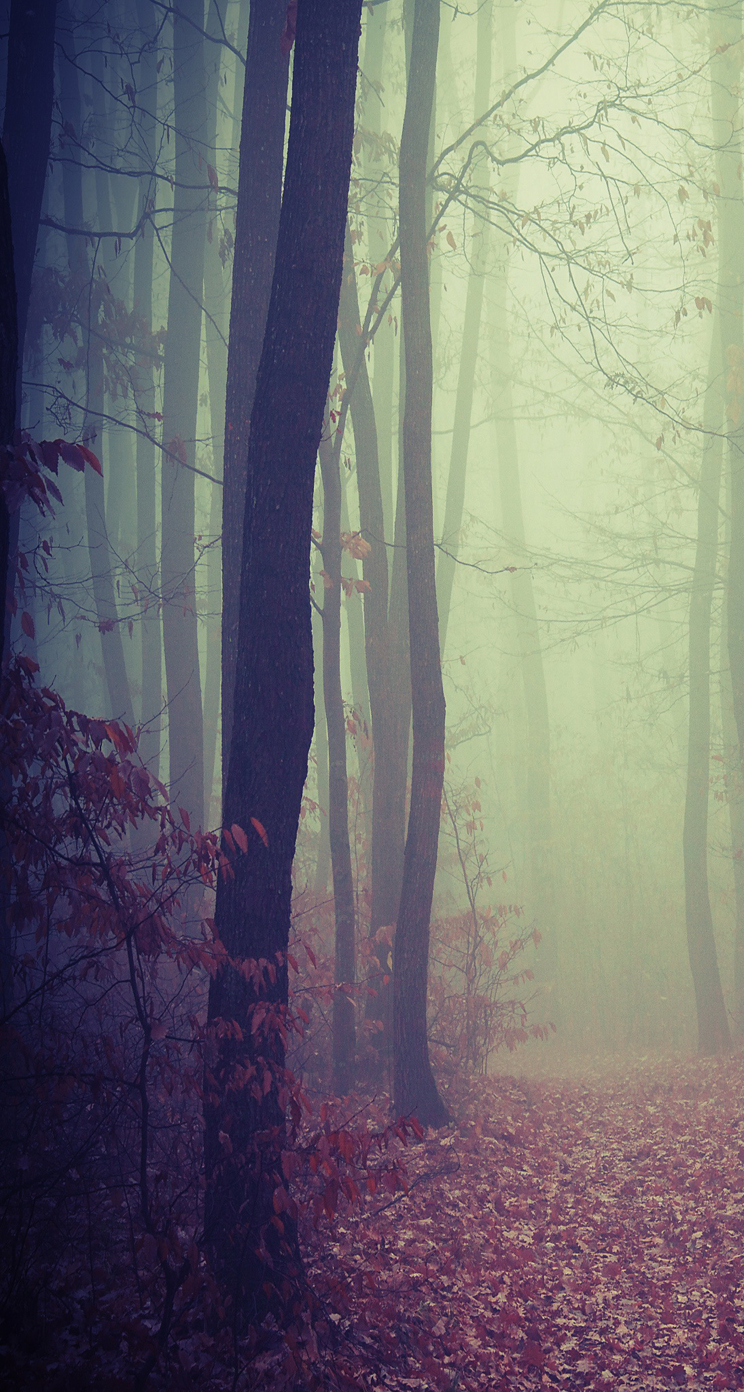 Foggy Woods iPhone Parallax Wallpaper