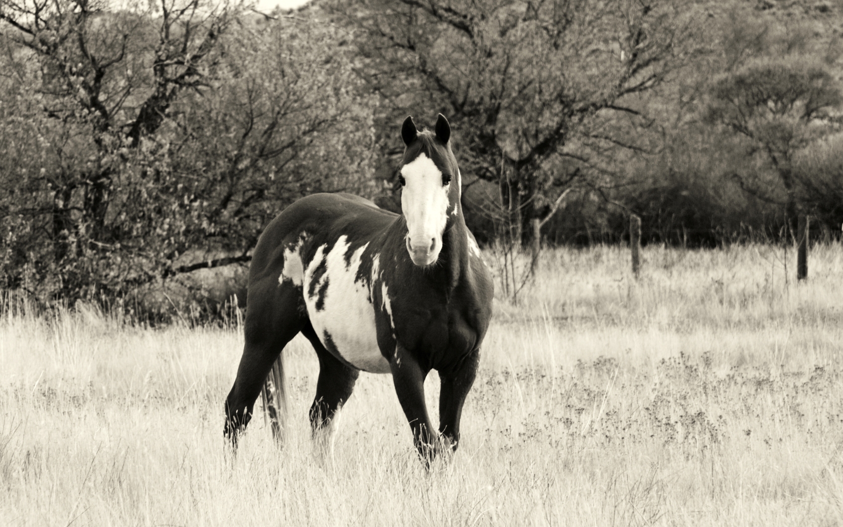 Displaying Image For Black And White Paint Horse